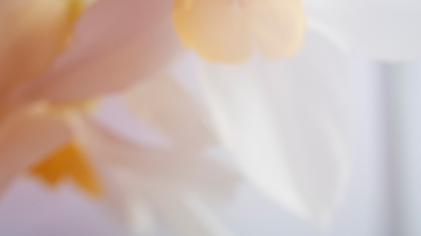 KORA Organics 3