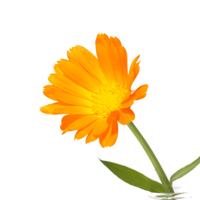 undefined 4