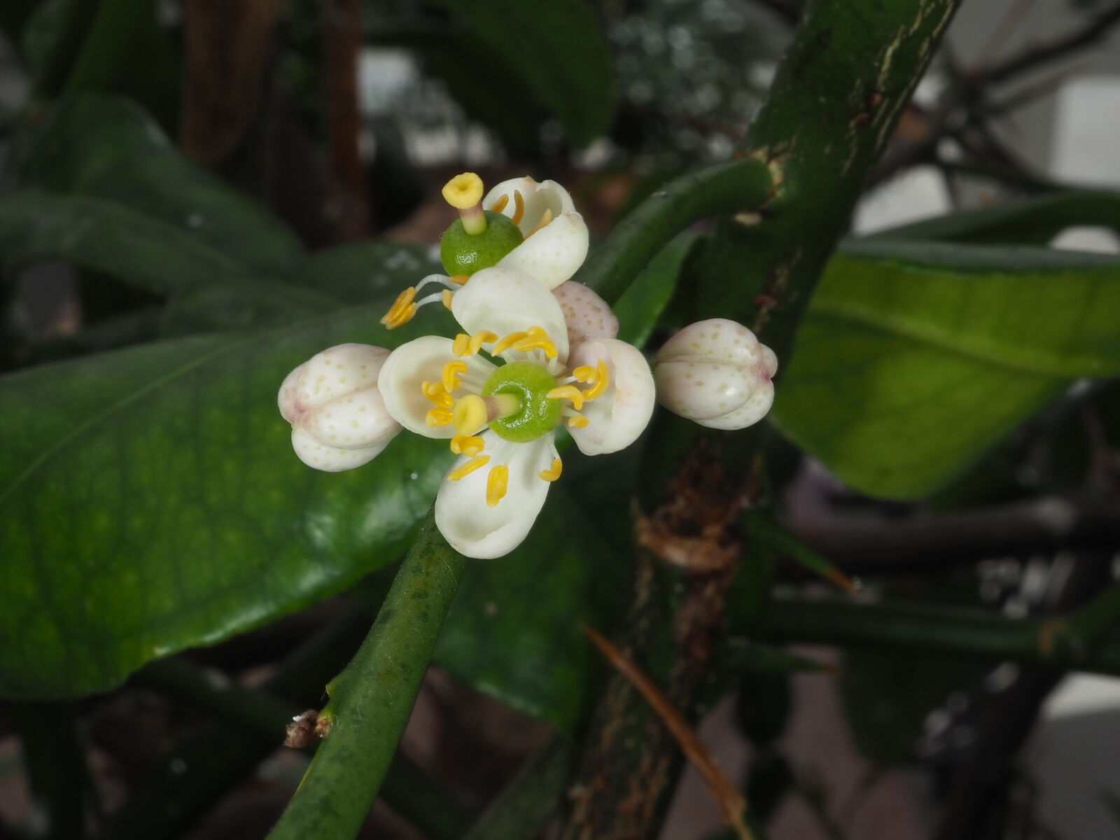 undefined 5