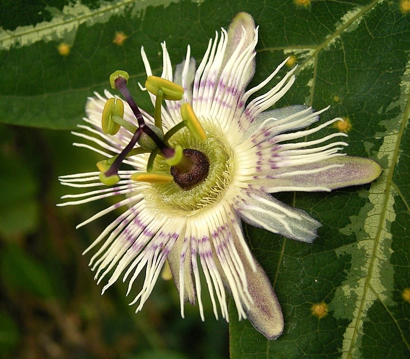 undefined 4