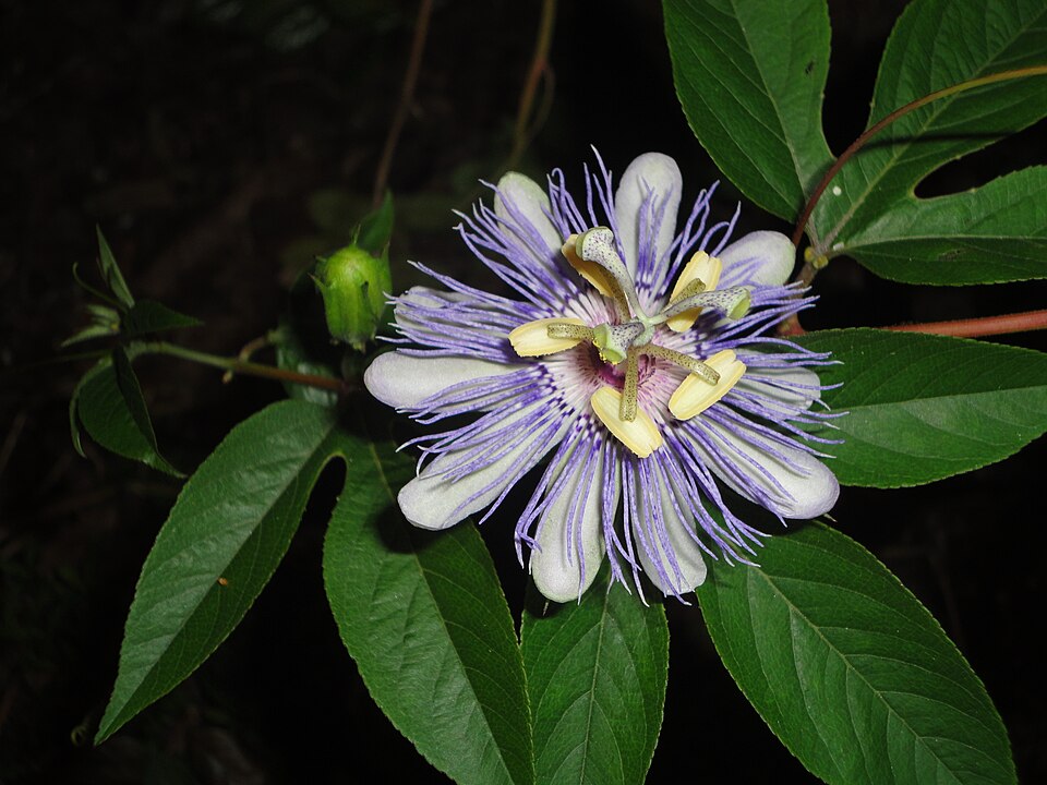 undefined 1