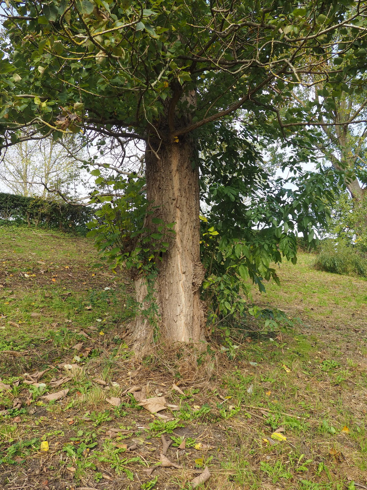 undefined 7