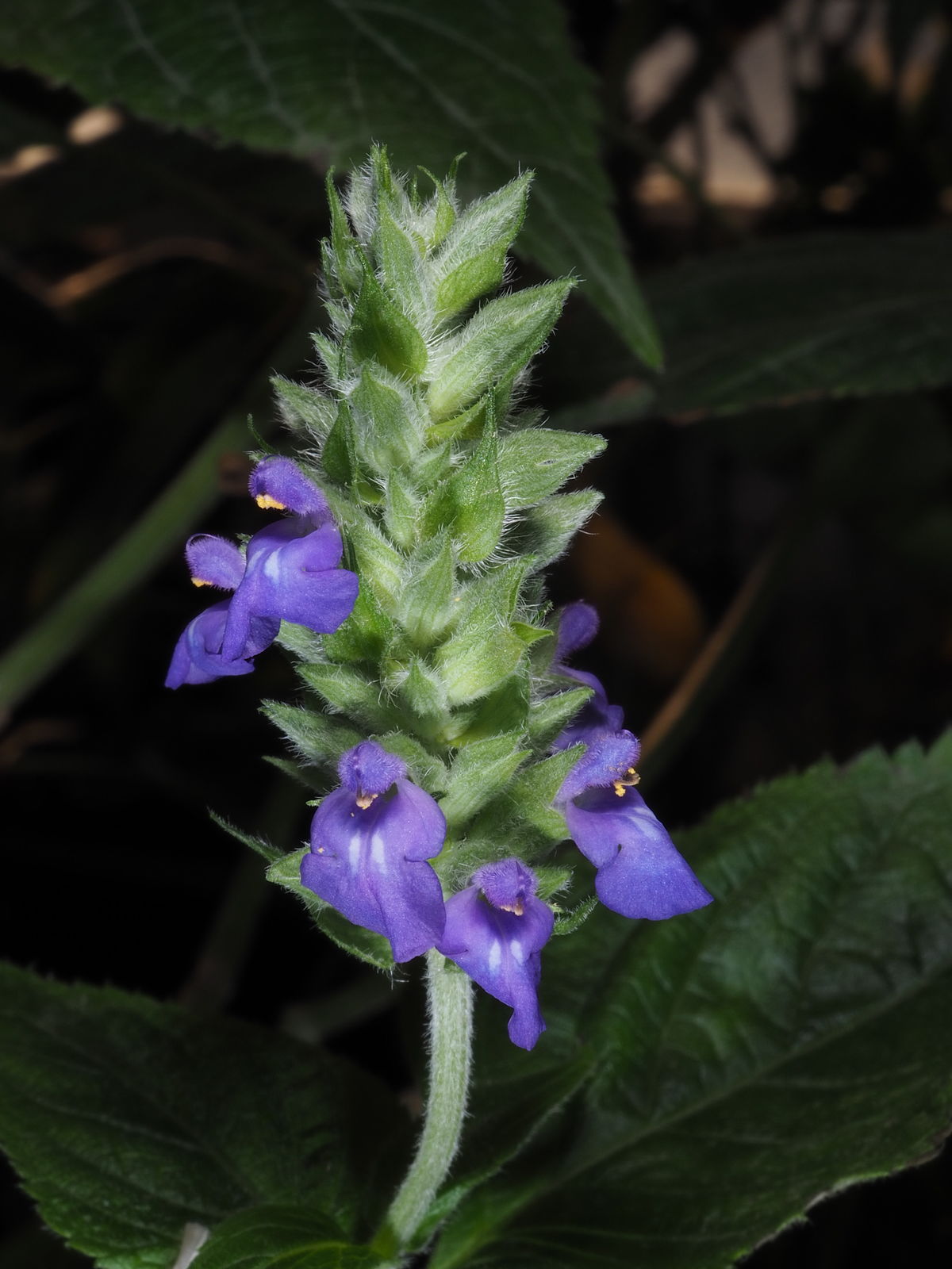 undefined 4