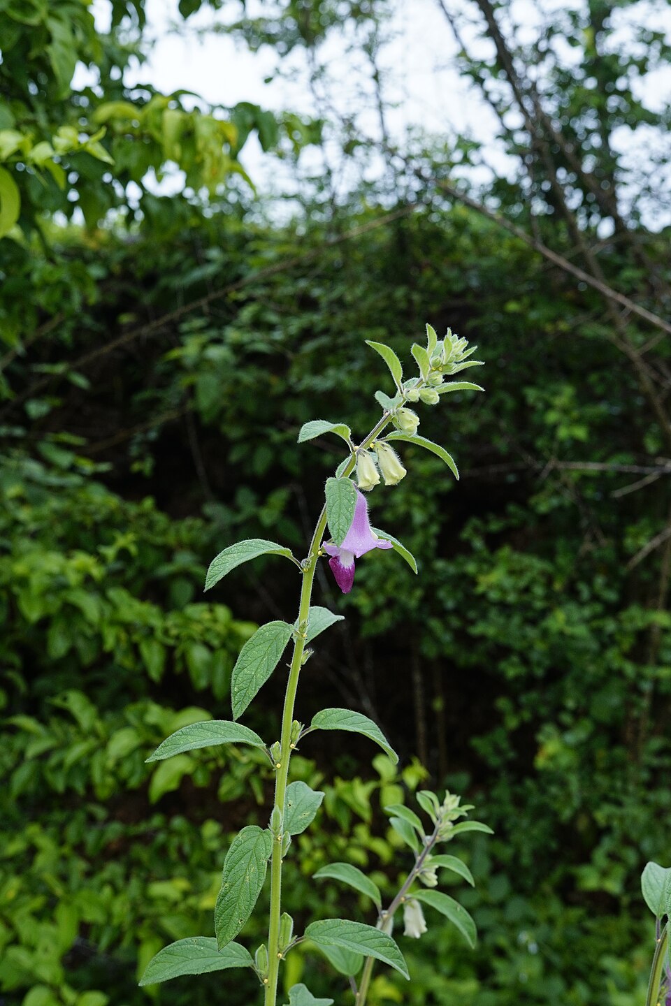 undefined 2