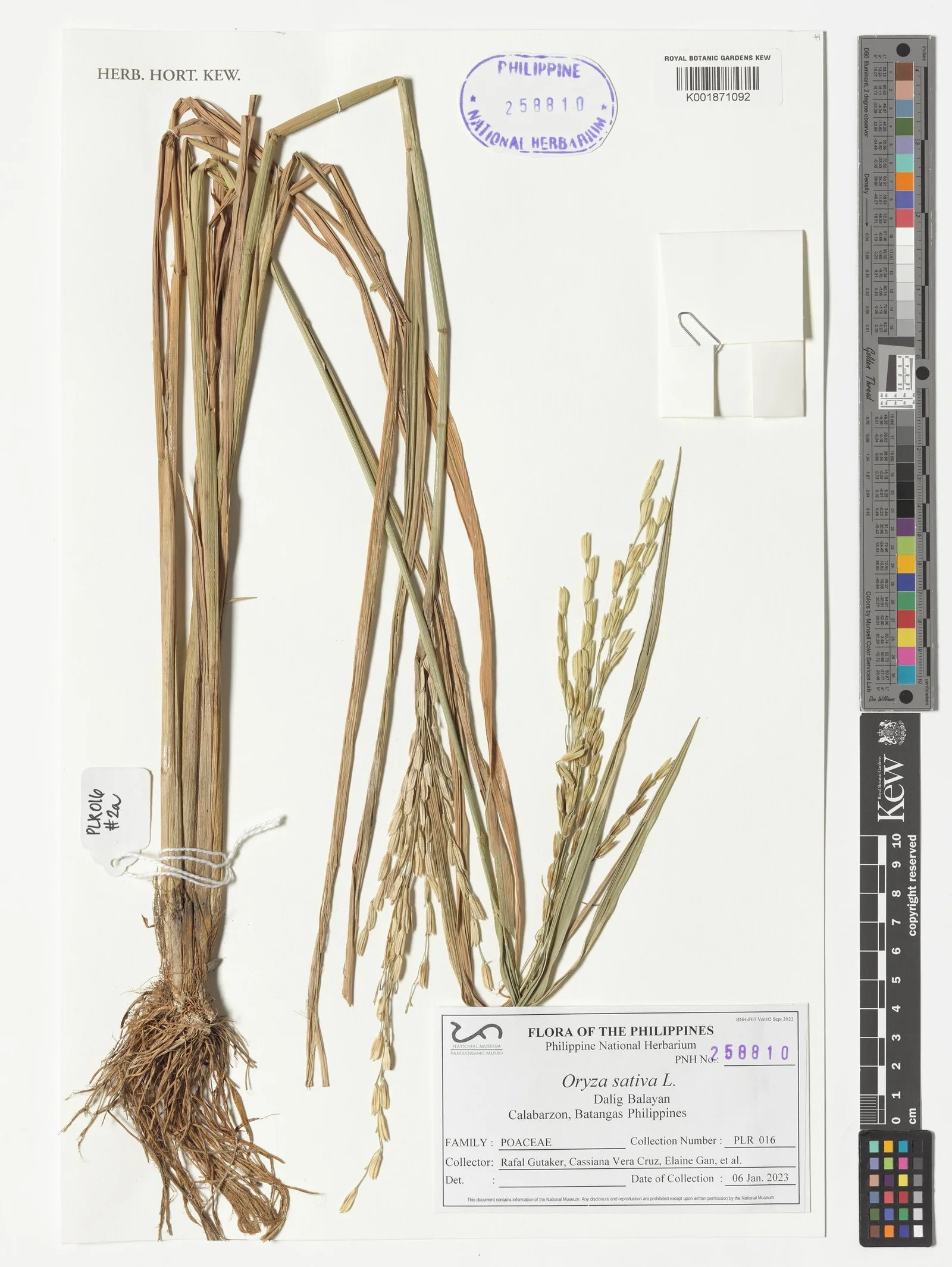 Oryza sativa (Rice) powder 5