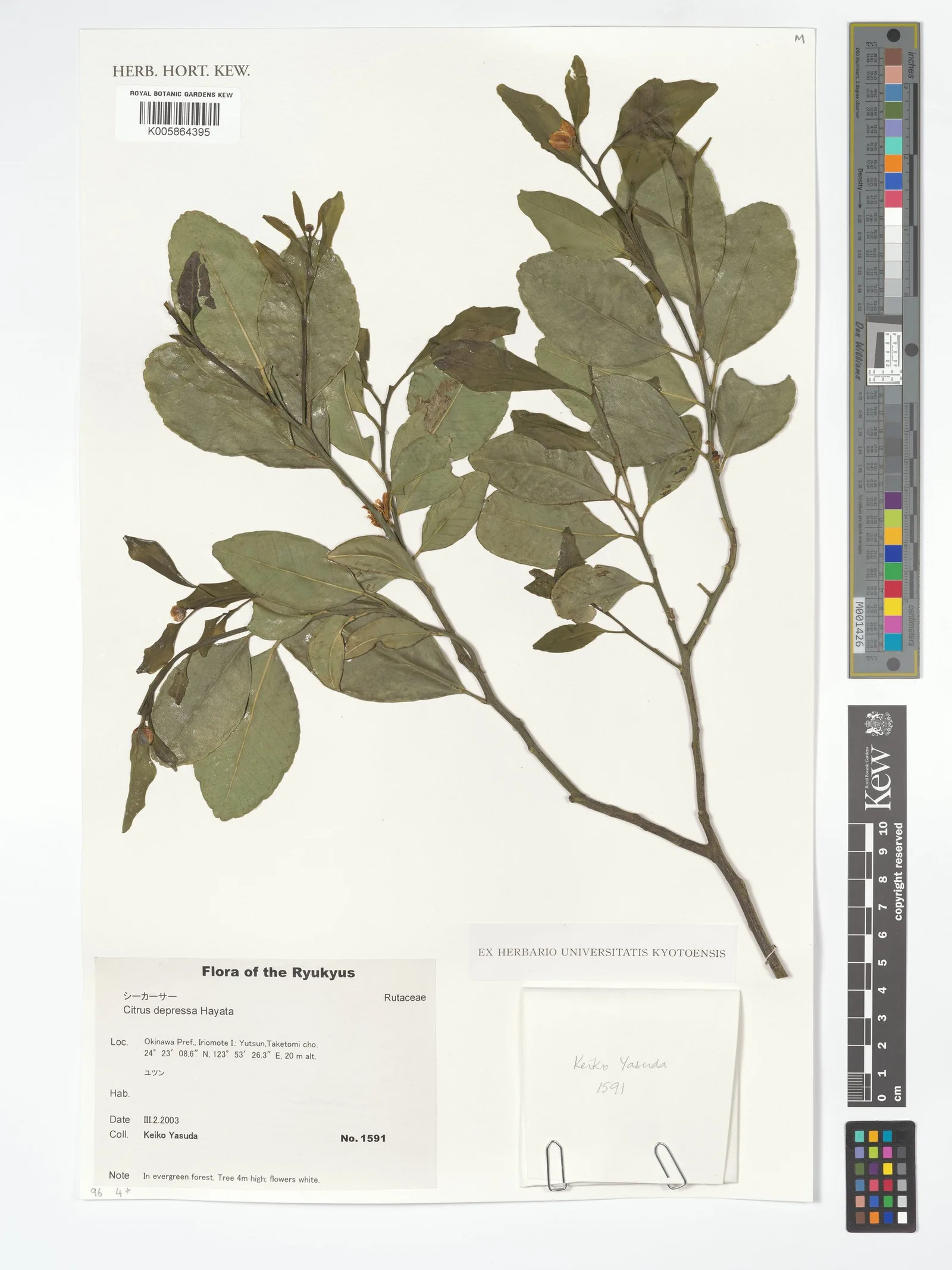 Citrus depressa peel powder 5