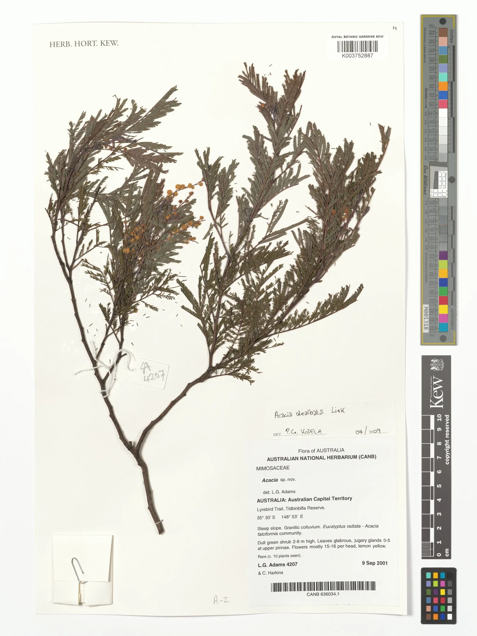 Acacia Dealbata 4