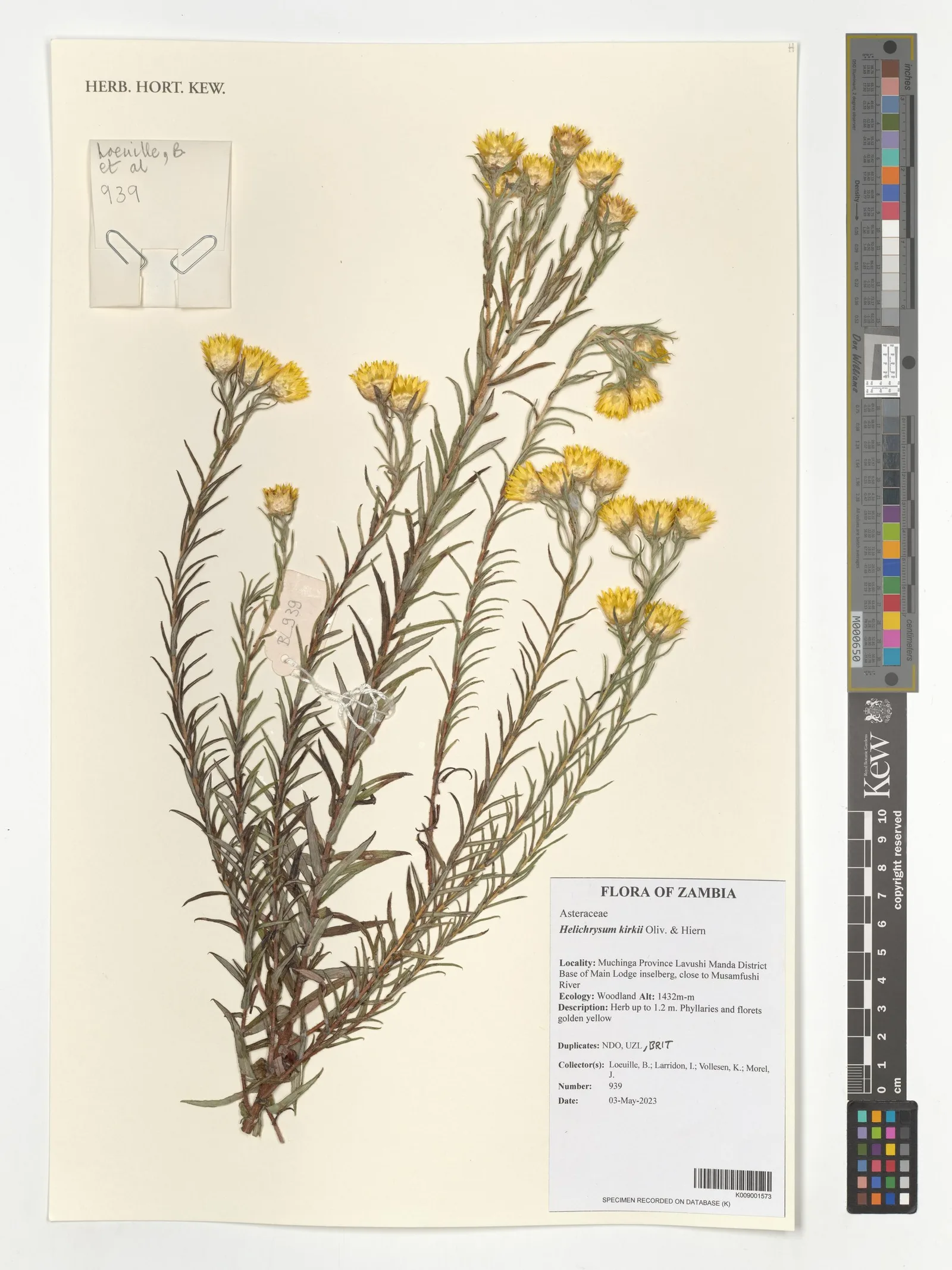 Helichrysum 5