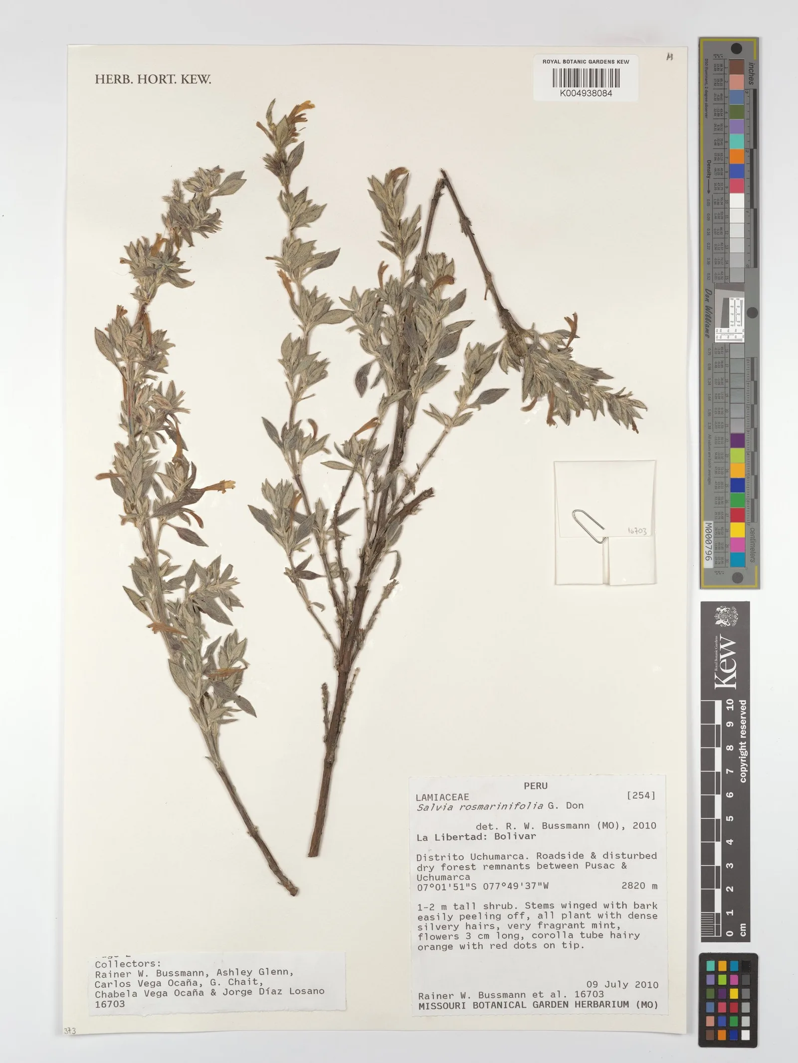 Salvia officinalis (Sage) water 8