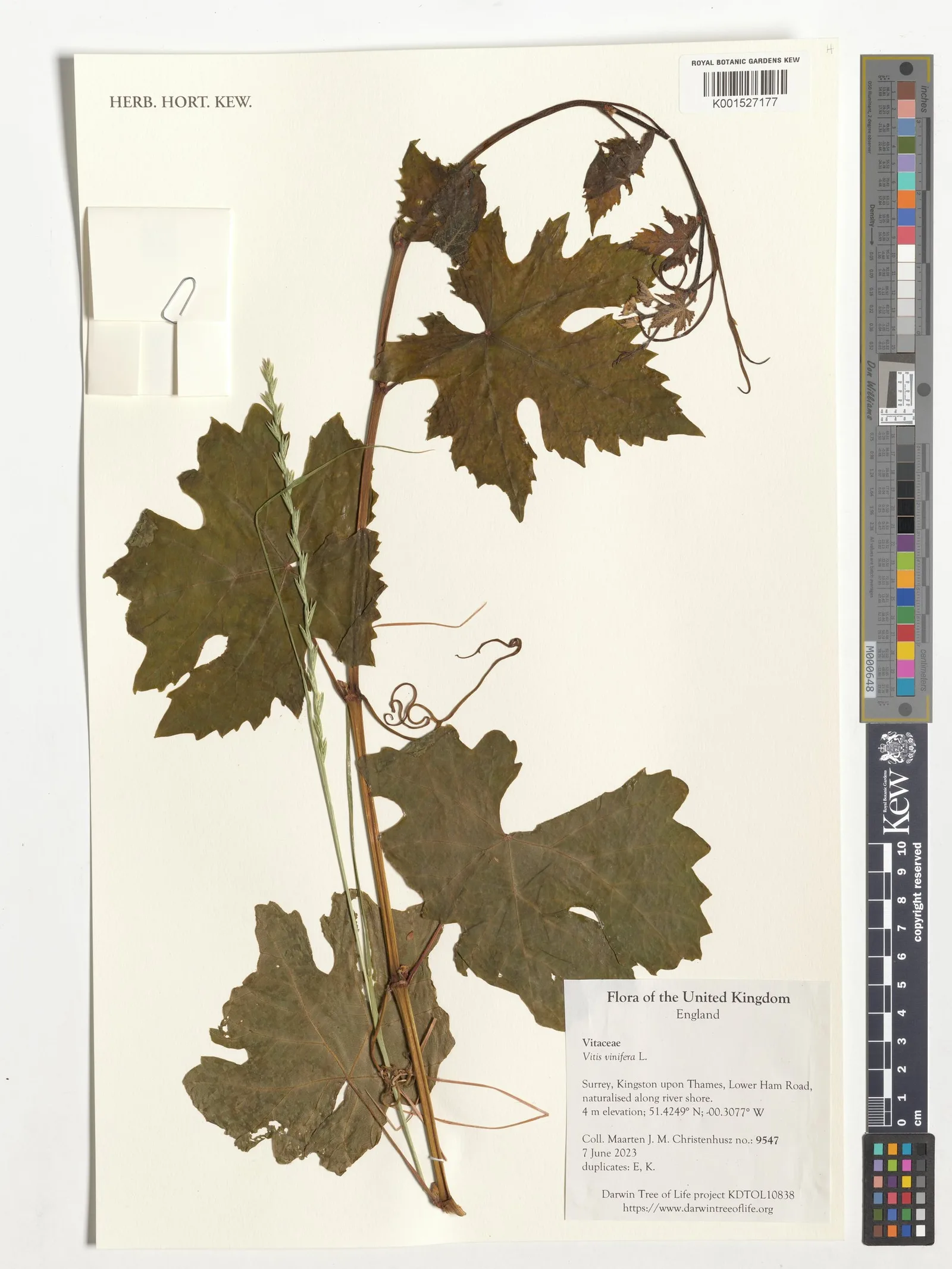 Vitis vinifera (Grape) 5