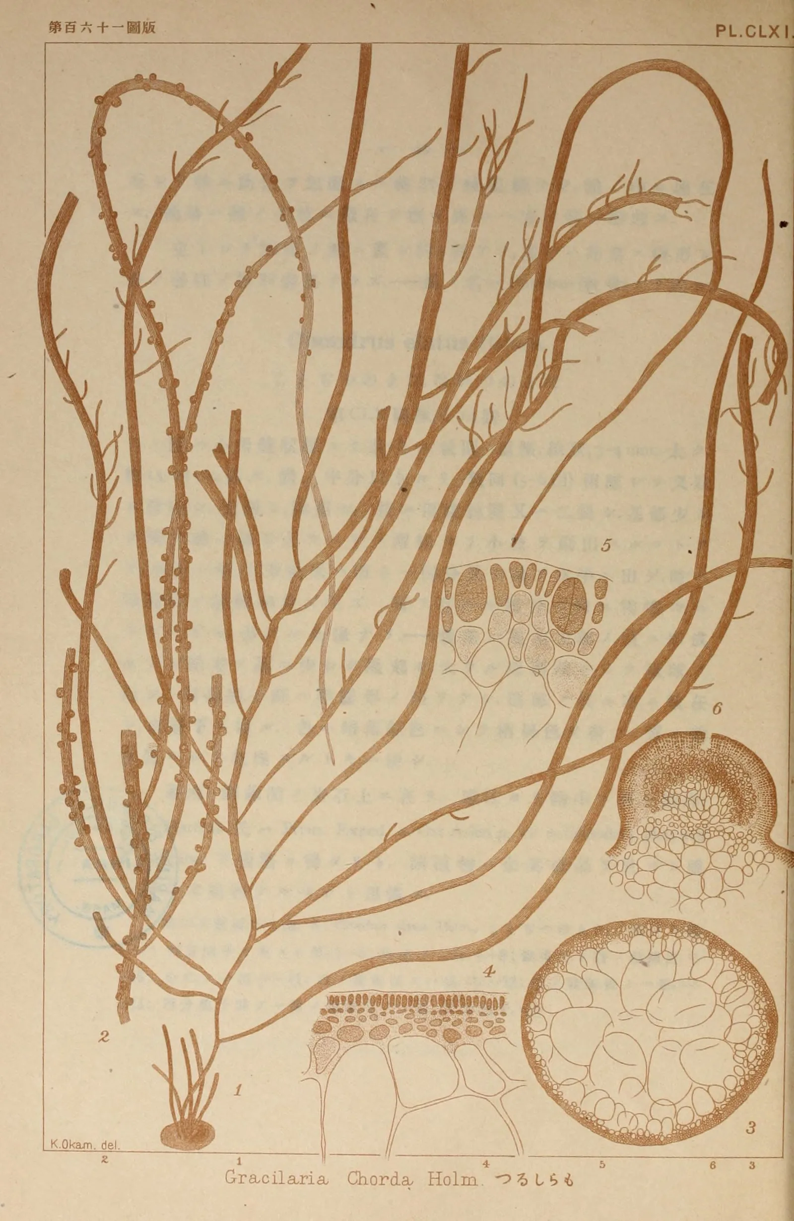 Gracilariopsis chorda extract 2