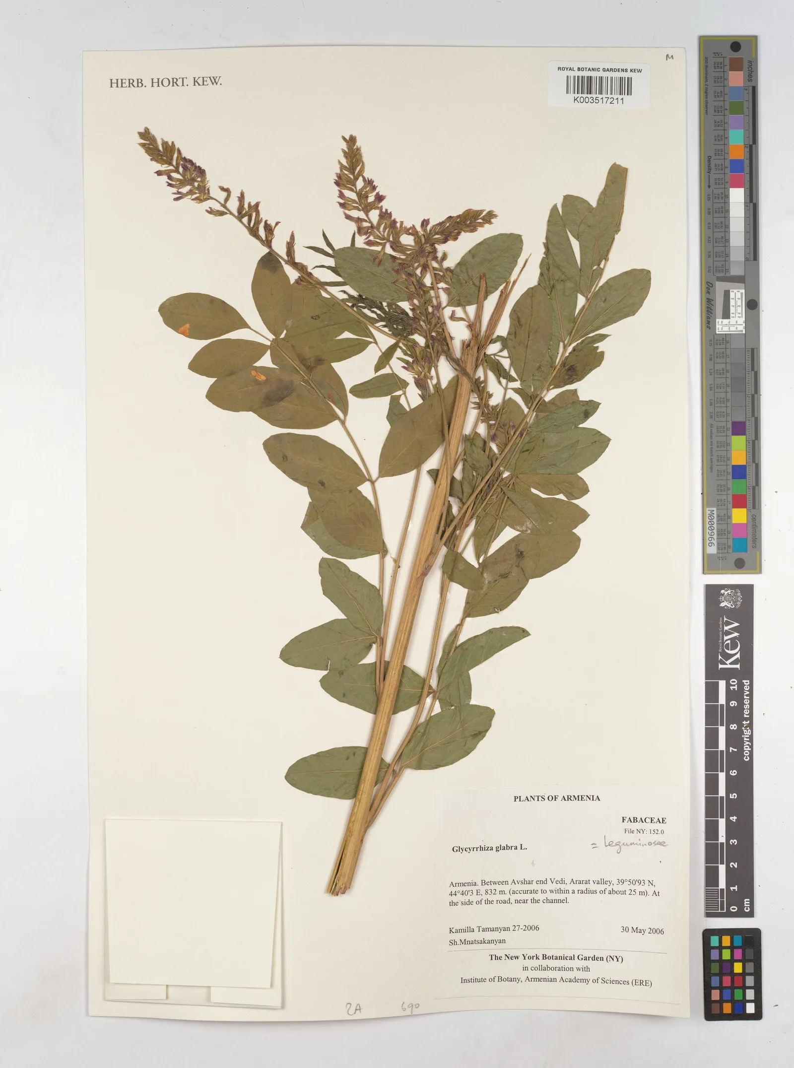 Glycyrrhiza glabra (Licorice) 1