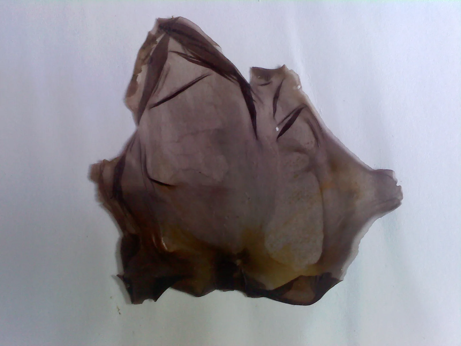 Porphyra umbilicalis extract 7