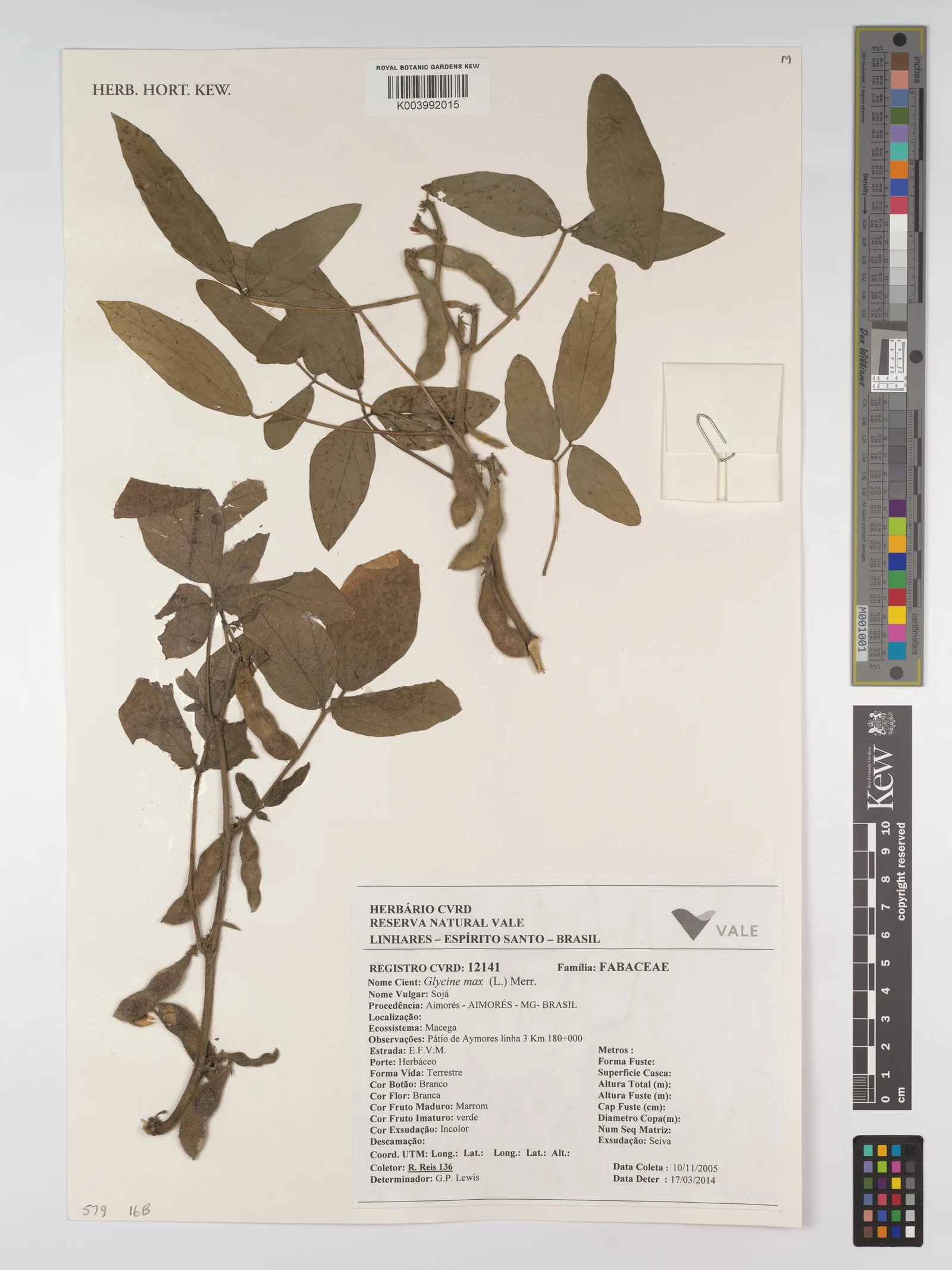 Glycine max (Soybean) phytoplacenta conditioned media 6