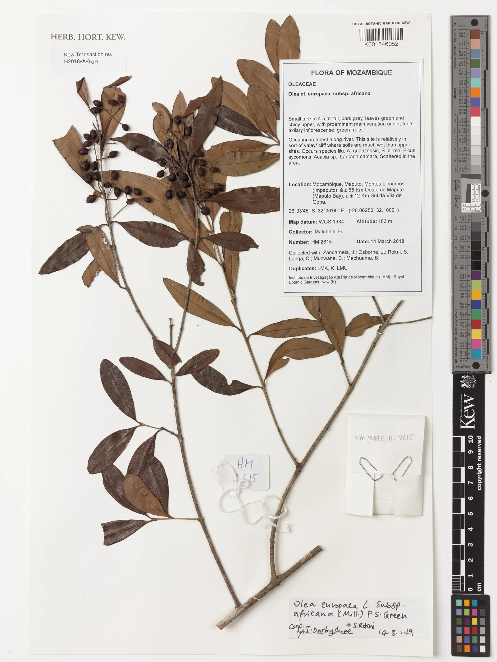 Olea europaea (Olive) husk powder 7