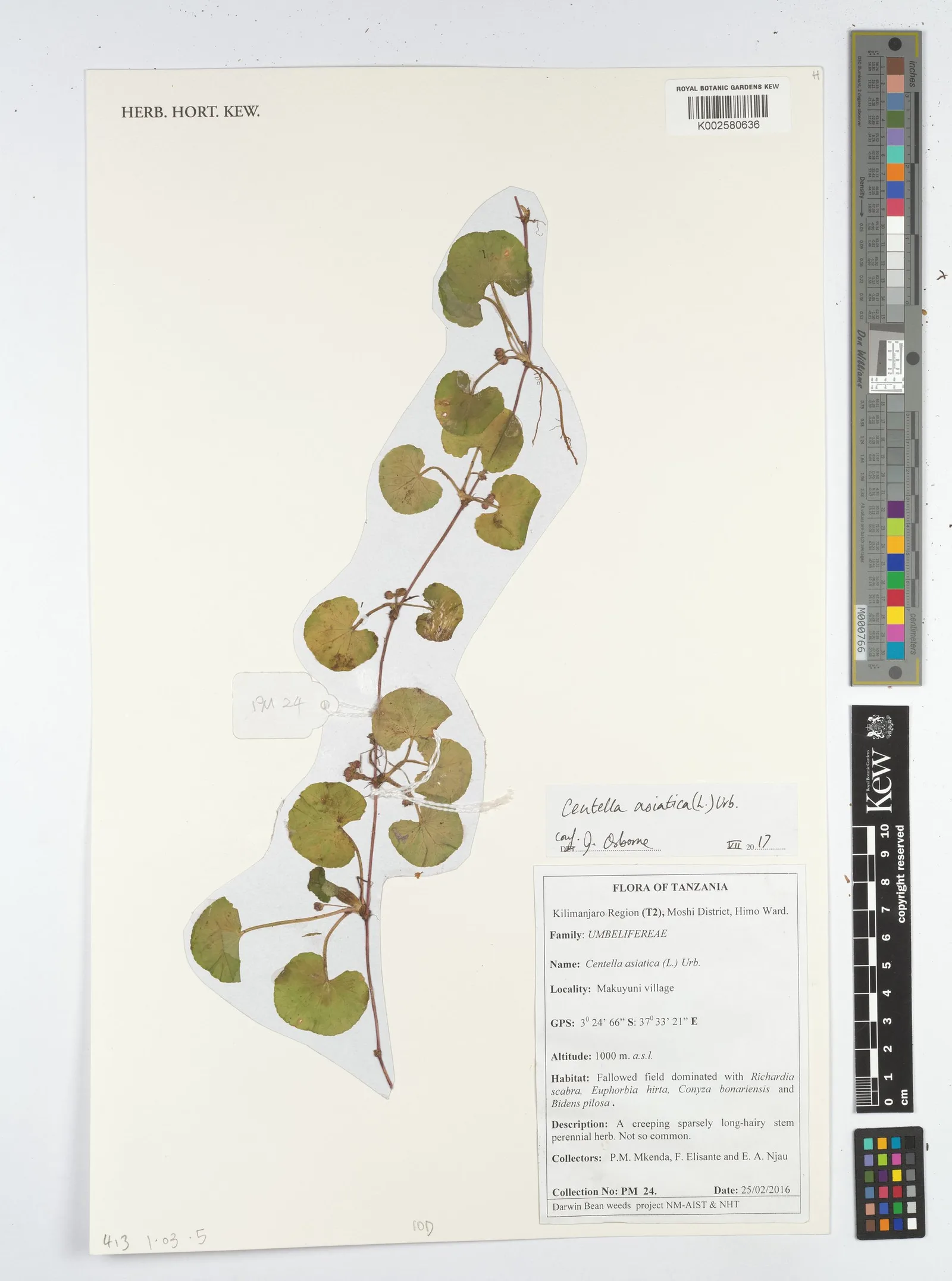 Centella Asiatica Meristem Cell Culture 4