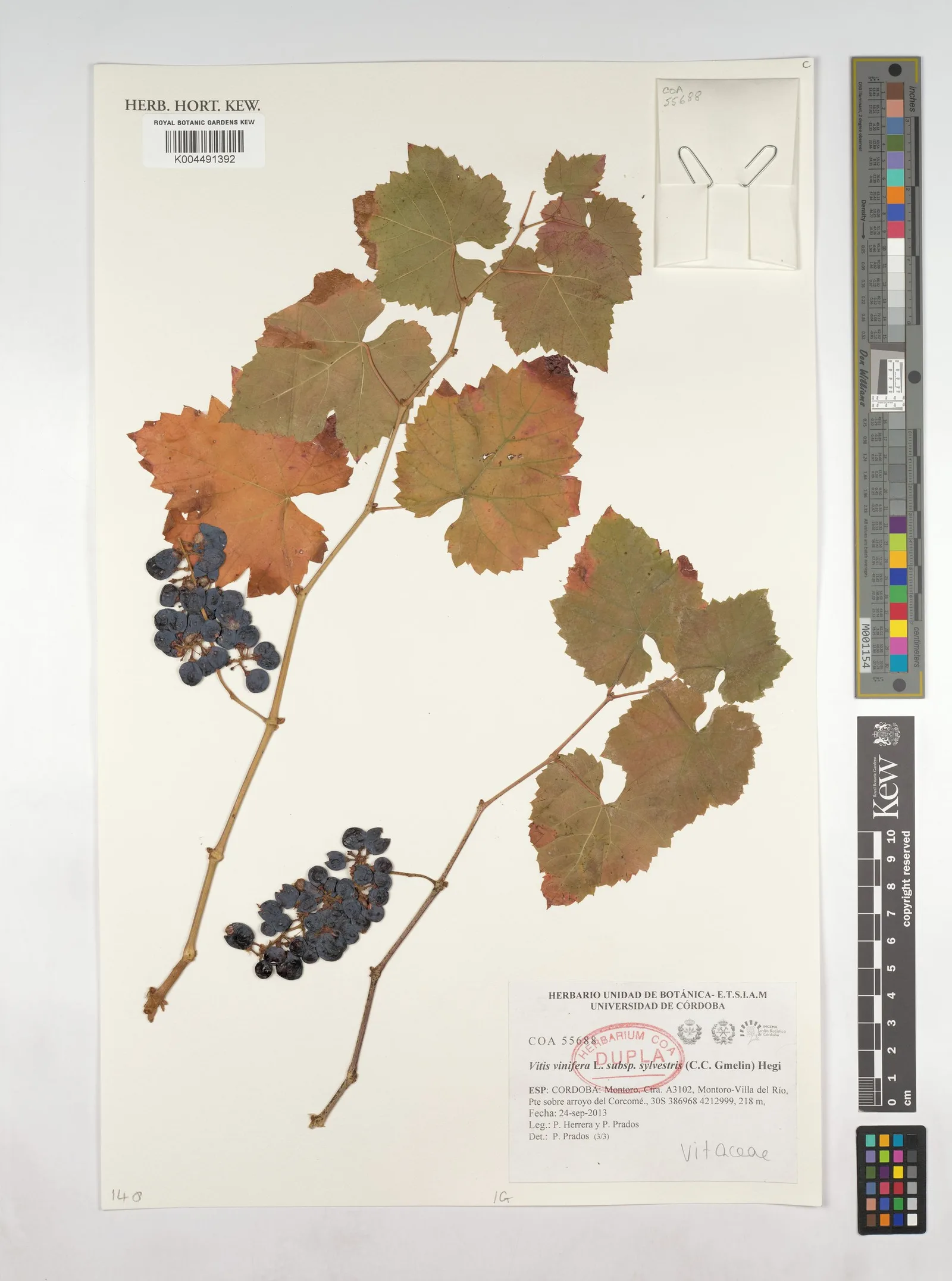 Vitis vinifera (Grape) 6