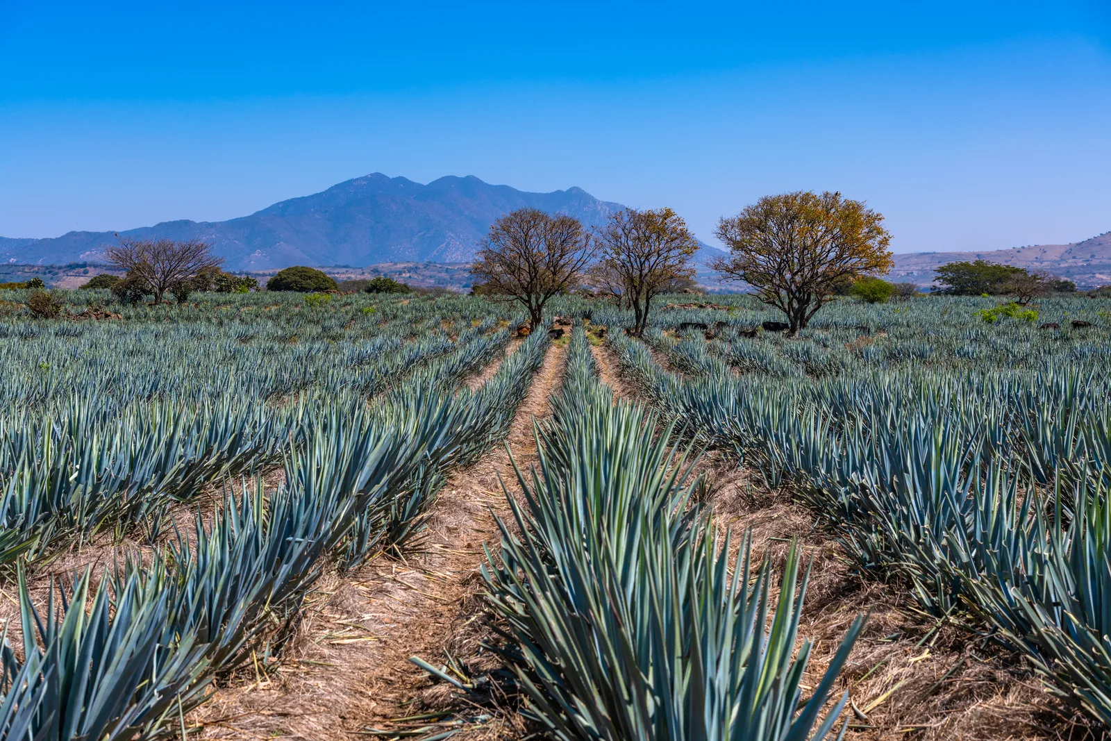 Agave tequilana (Blue Agave) nectar 7