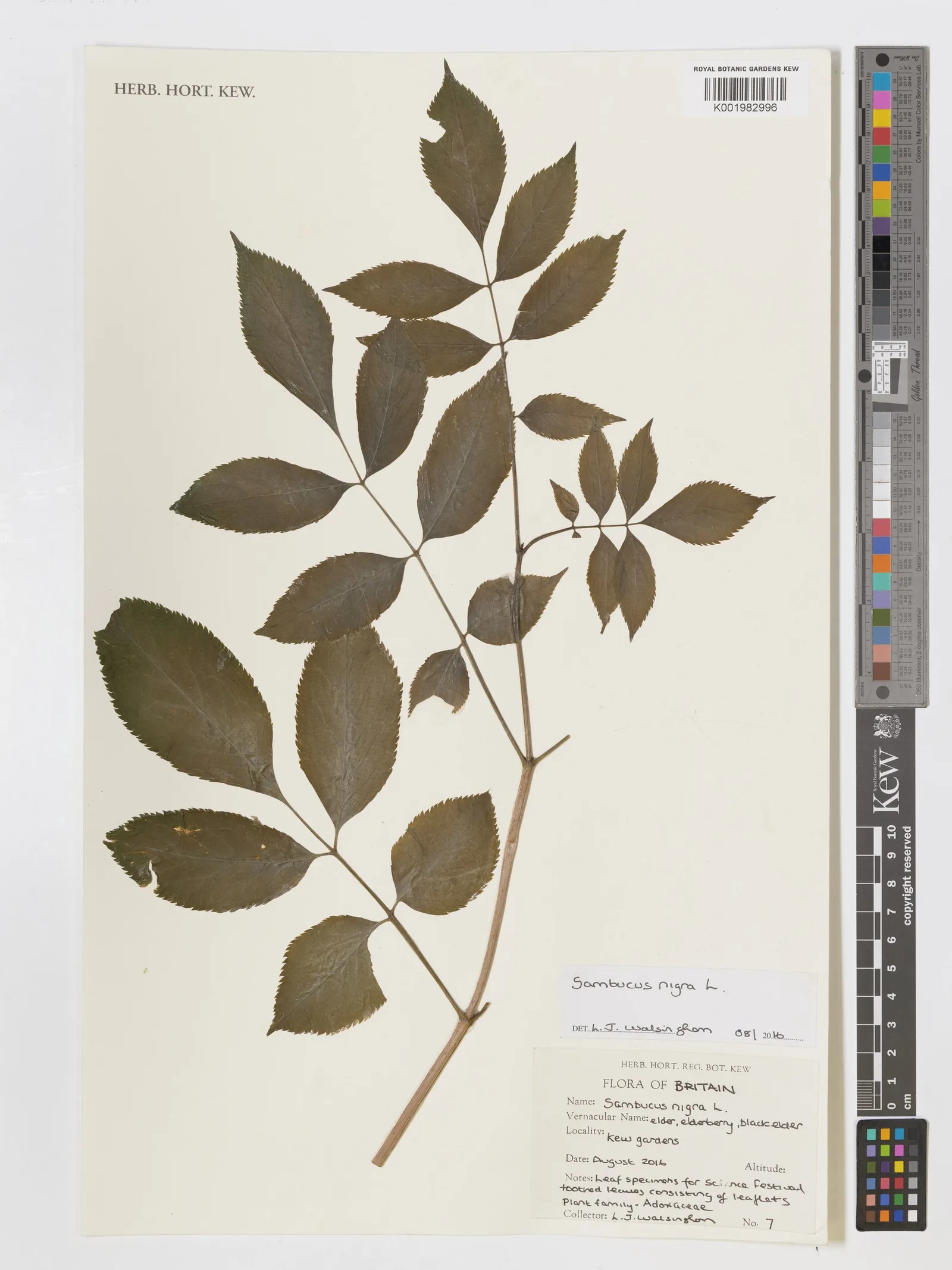SAMBUCUS NIGRA 2