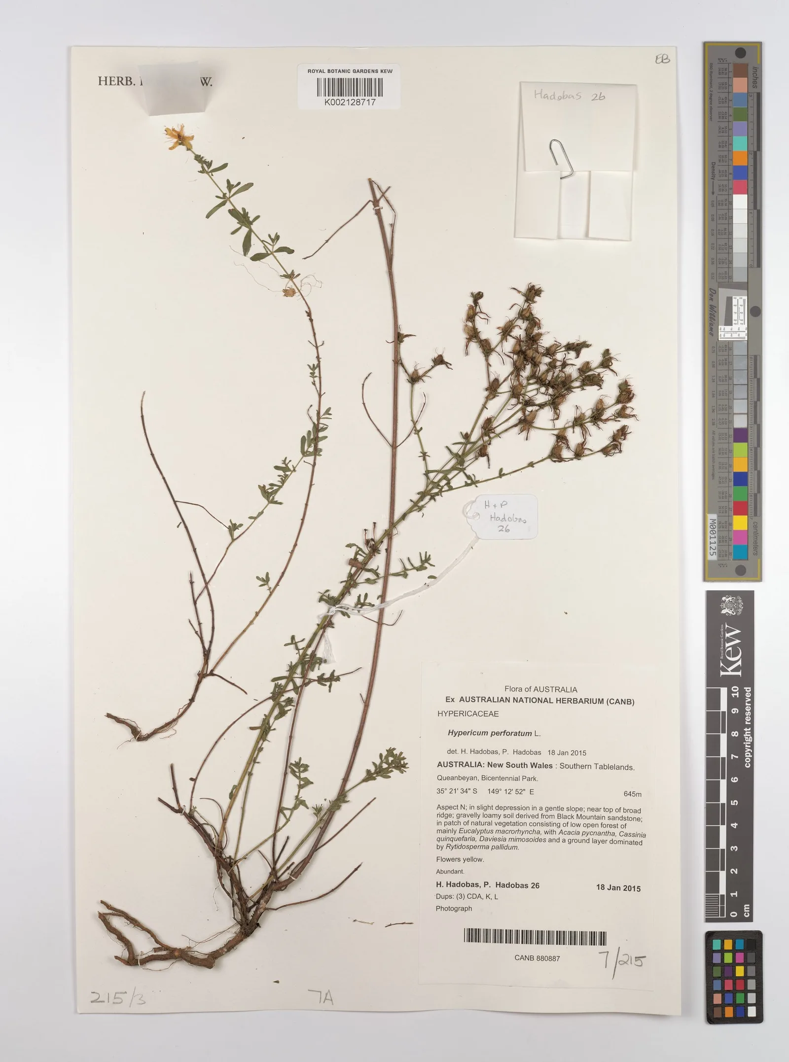 Hypericum perforatum st johns wort flower extract 8