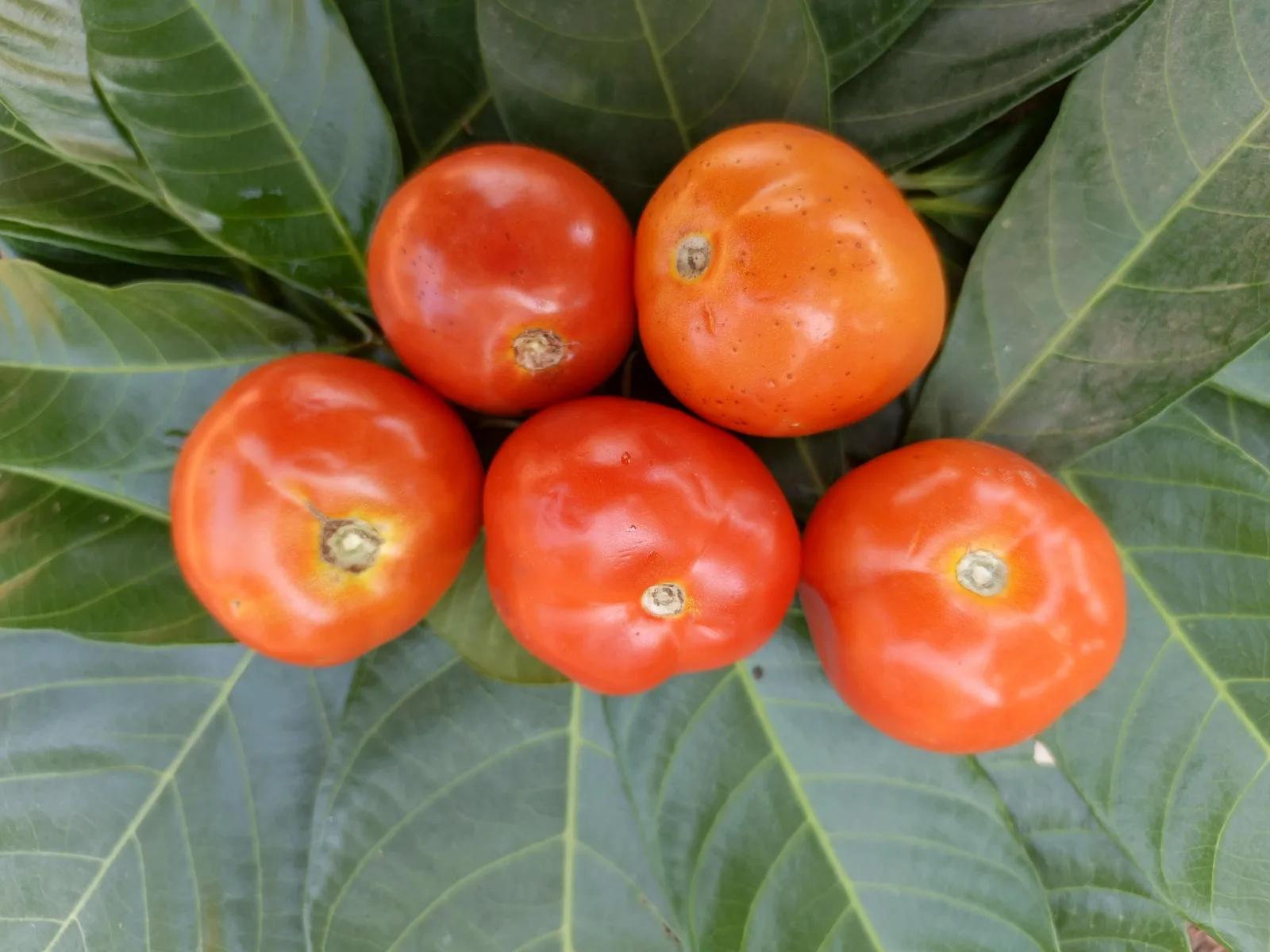 Tomato Extract 6