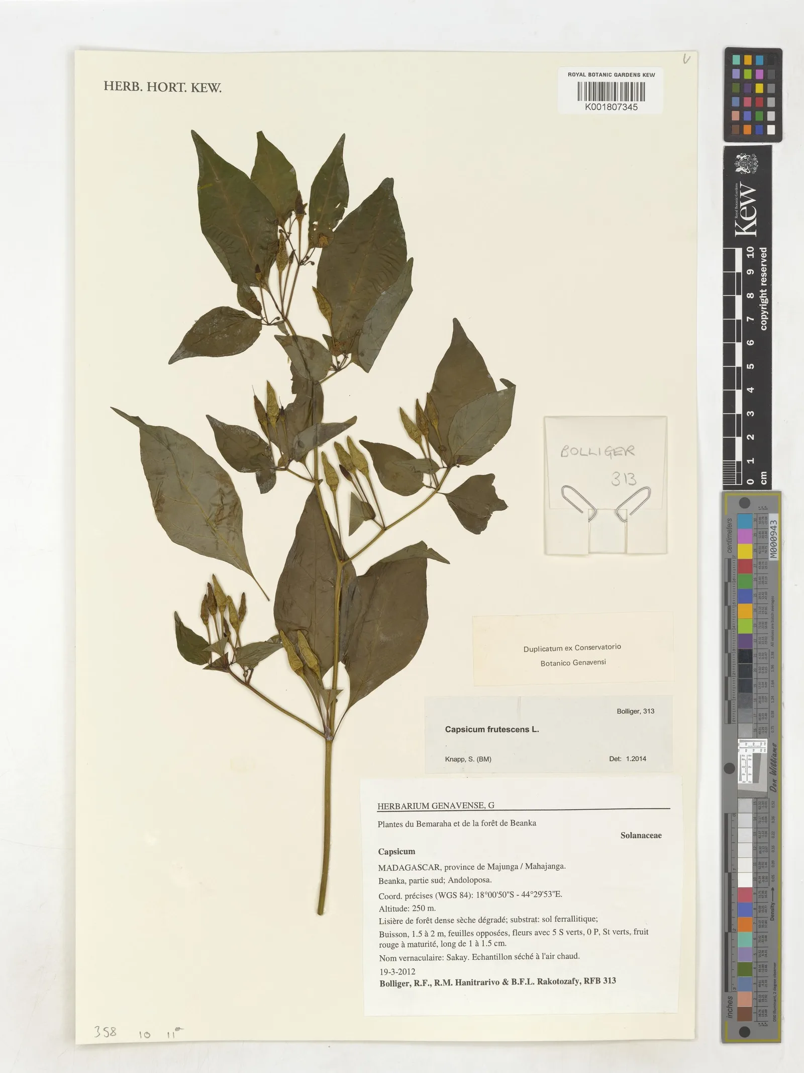 Capsicum frutescens resin 5
