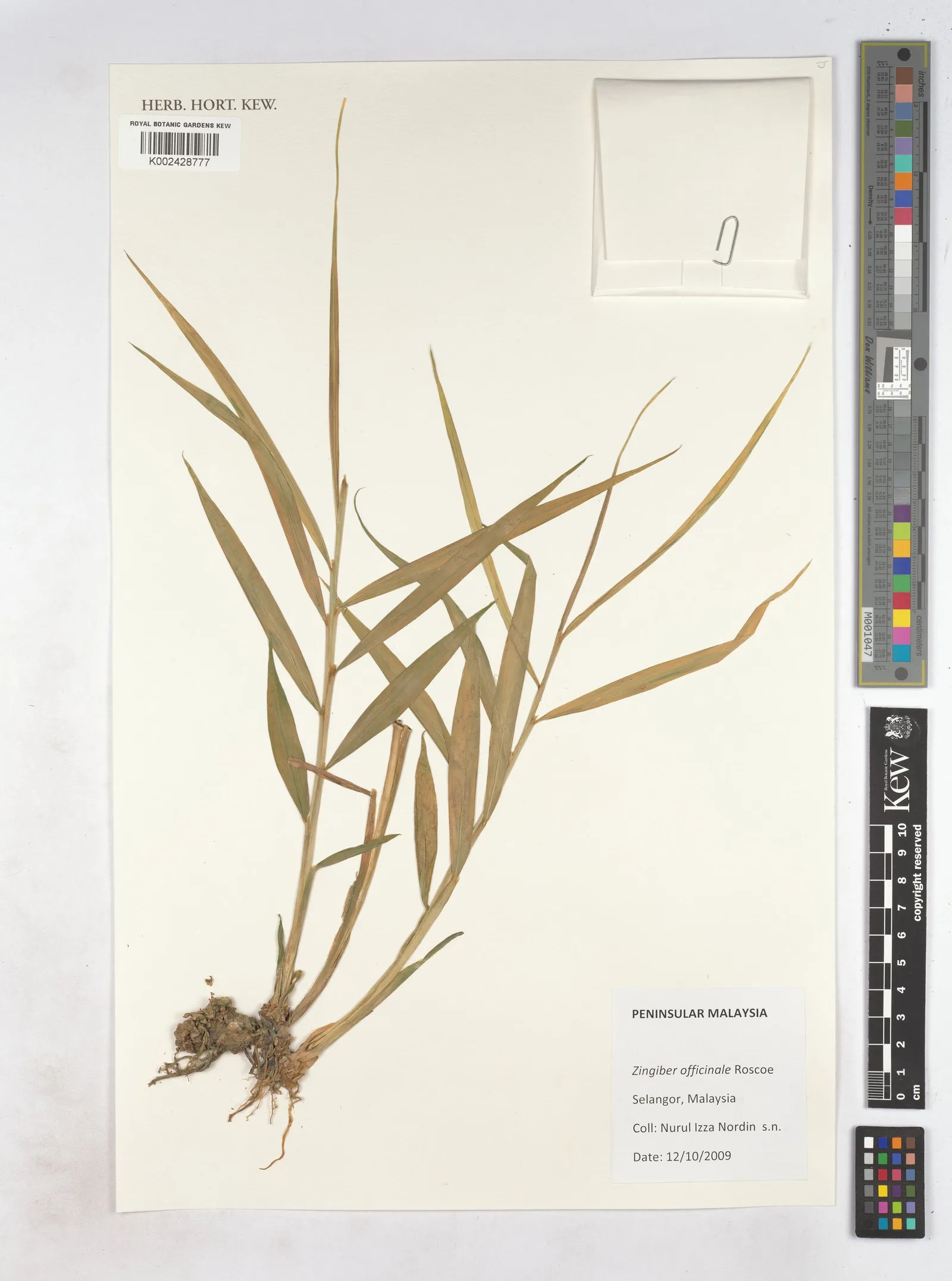 Zingiber officinale (Ginger) water 7