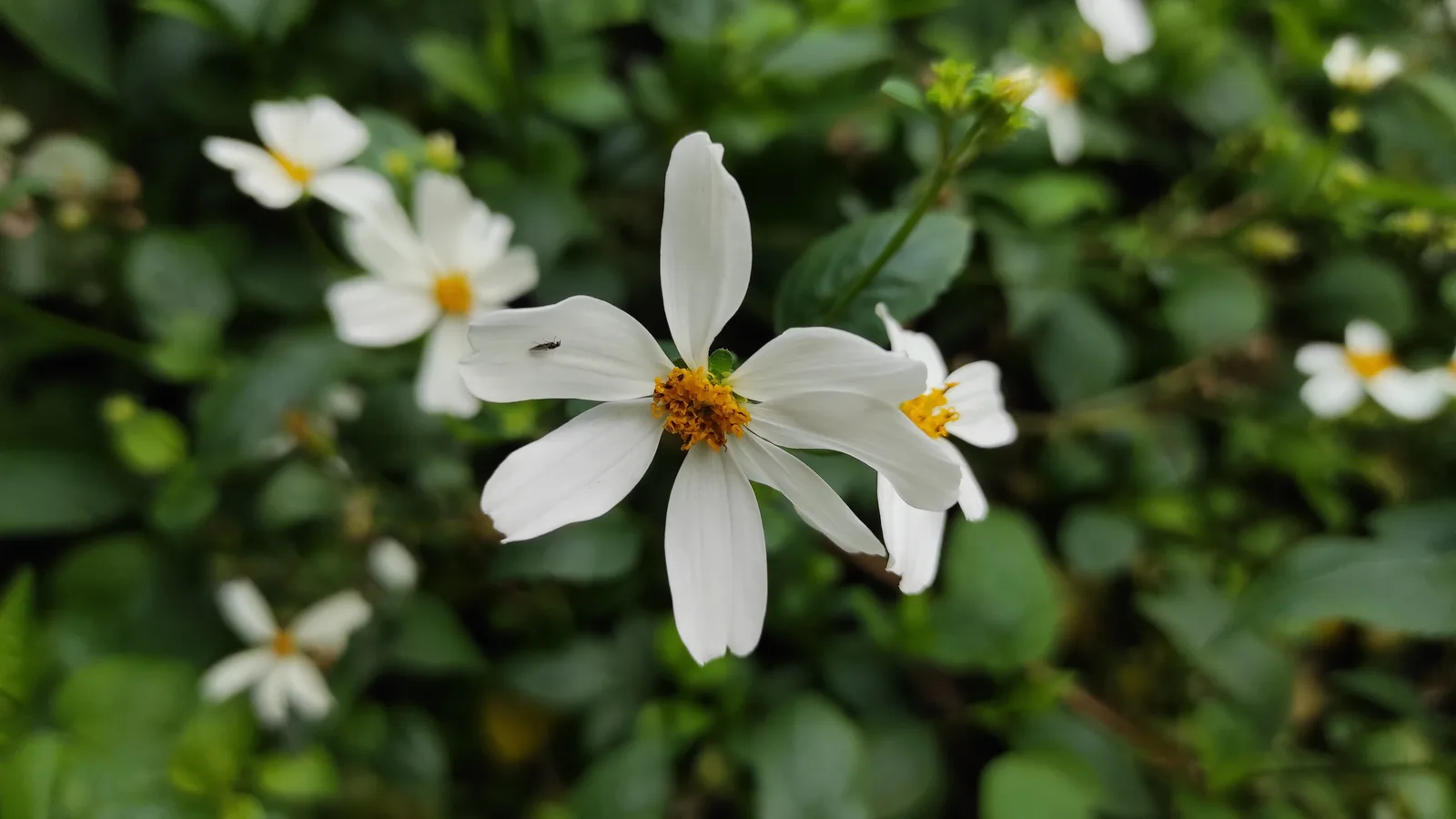Bidens pilosa extract 2