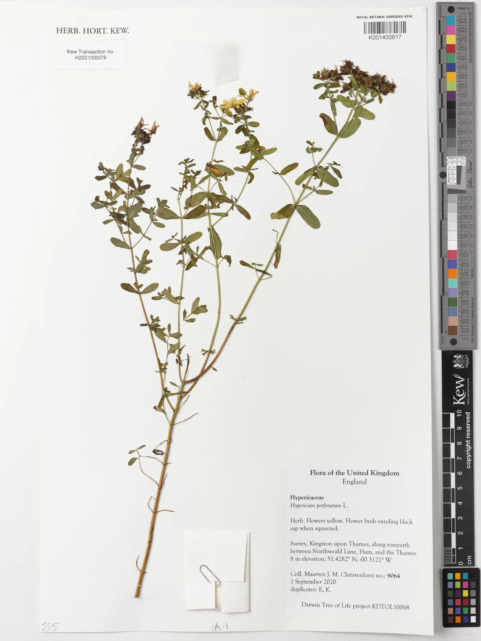 Hypericum perforatum st johns wort flower extract 7