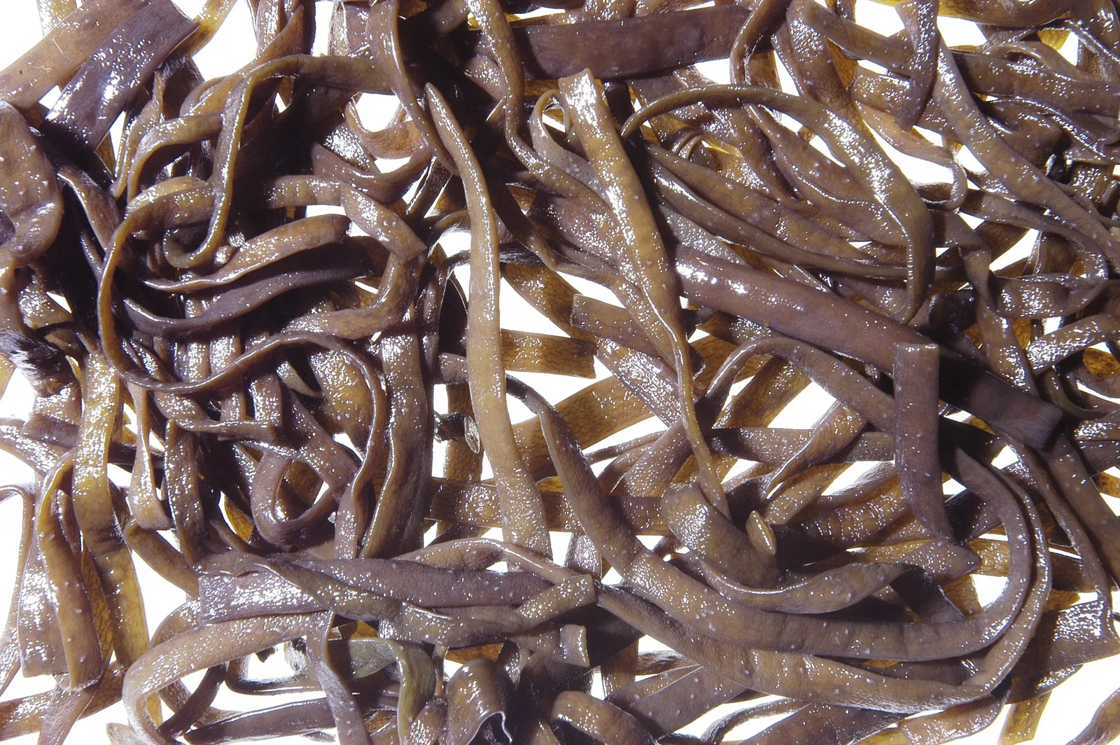 Himanthalia elongata extract 6
