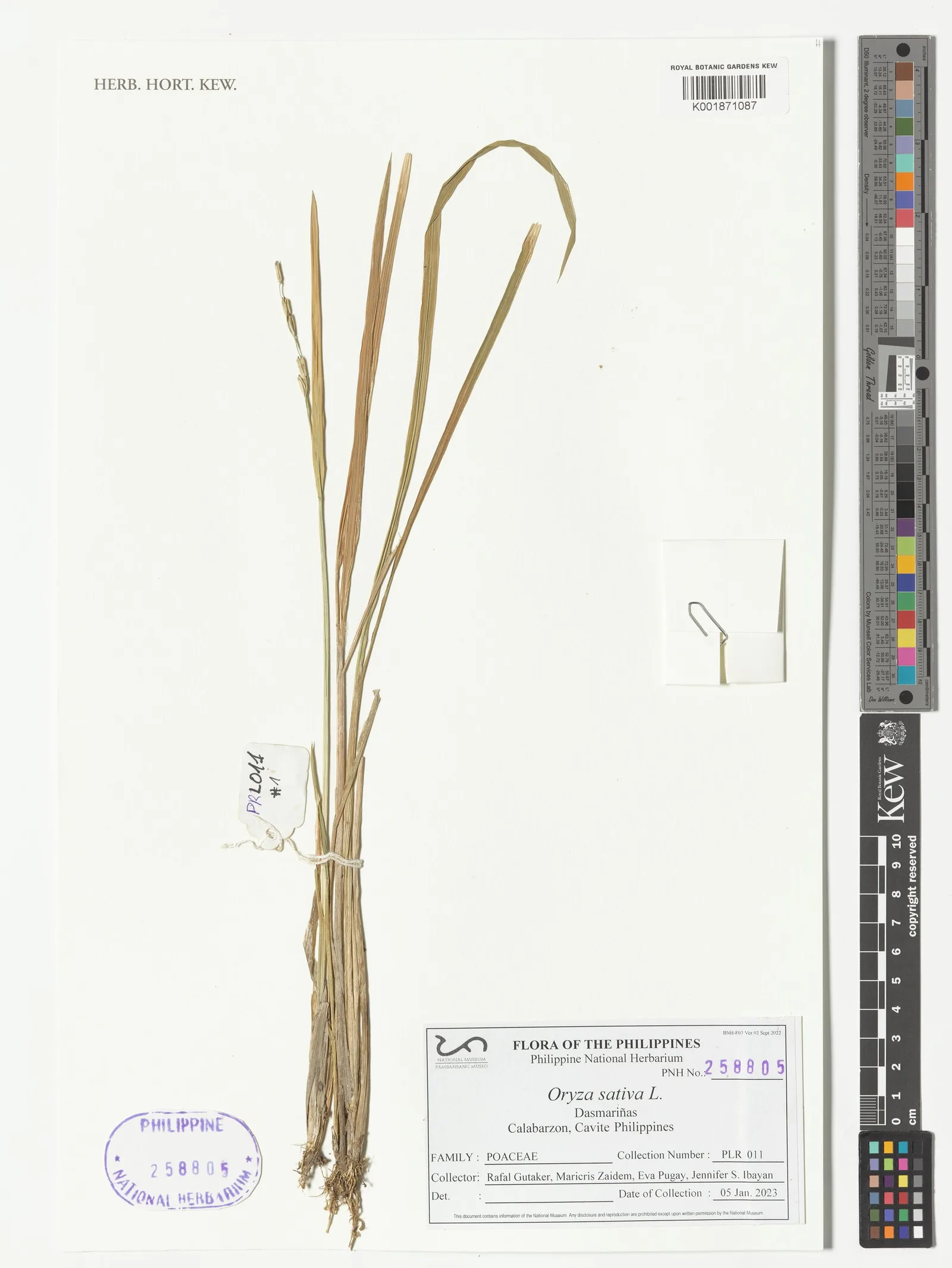 Oryza sativa (Rice) powder 6