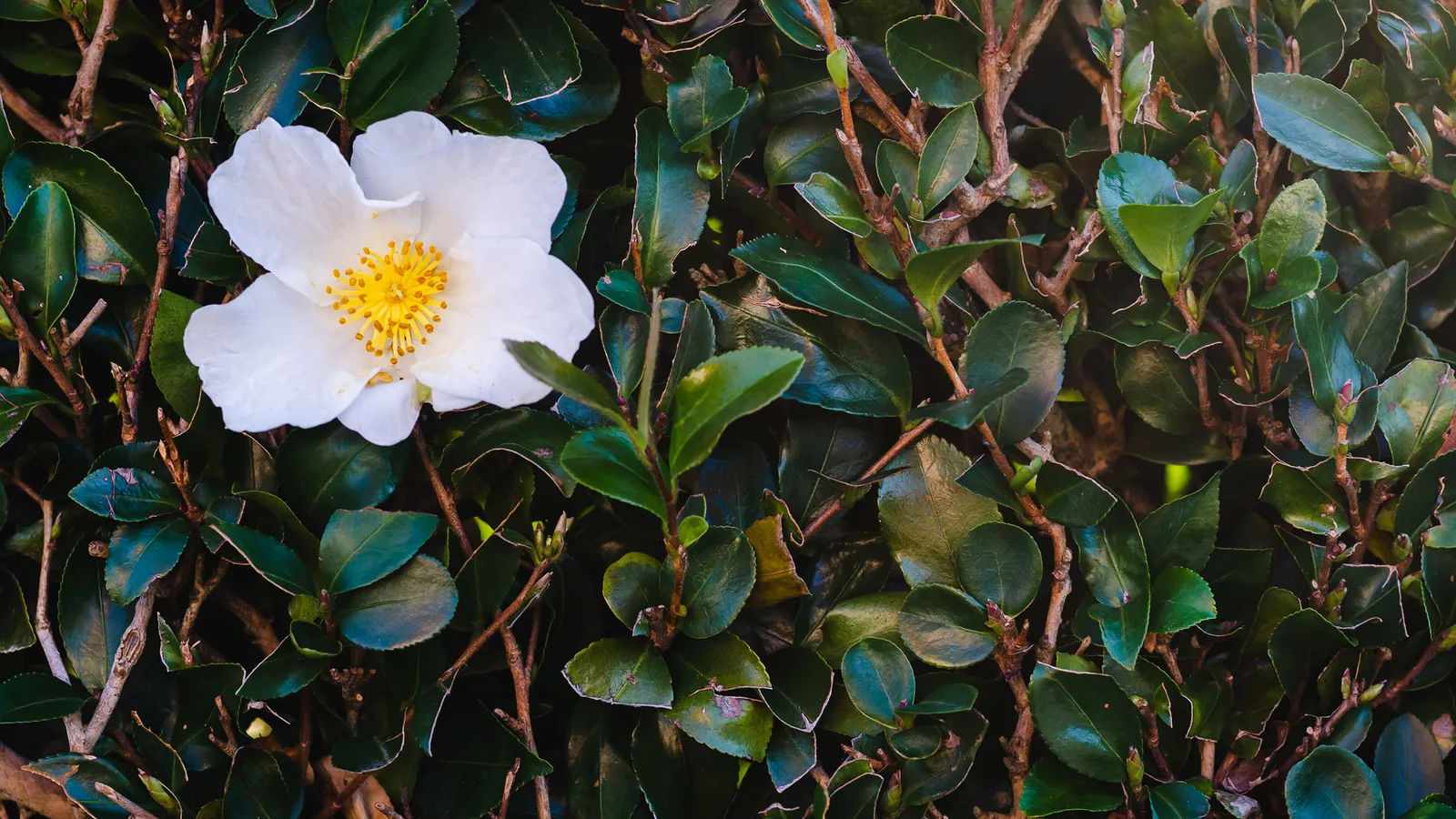 Hydrogenated Camellia Oleifera Seed Oil 2