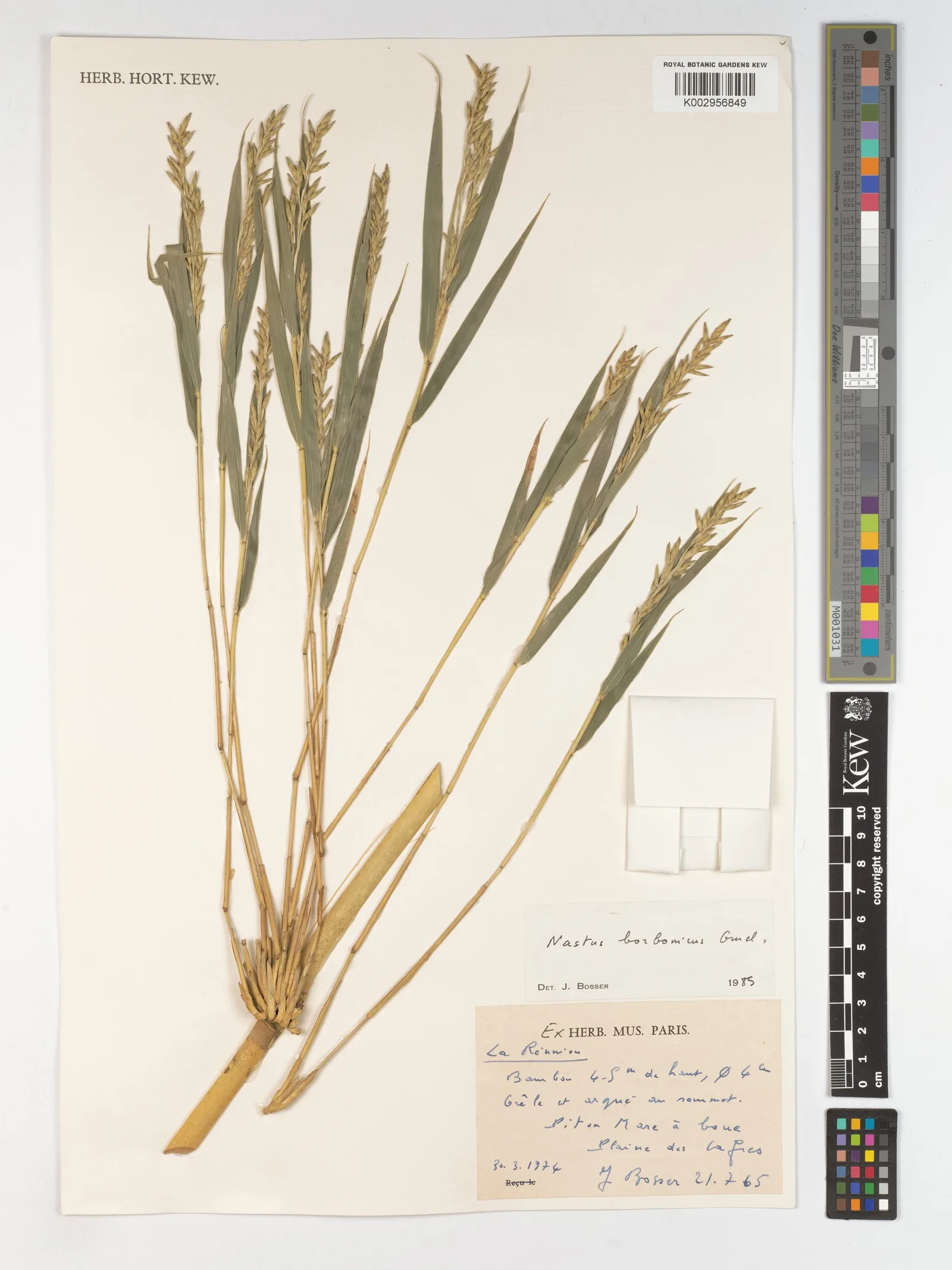Bambusa arundinacea bamboo stem powder 7