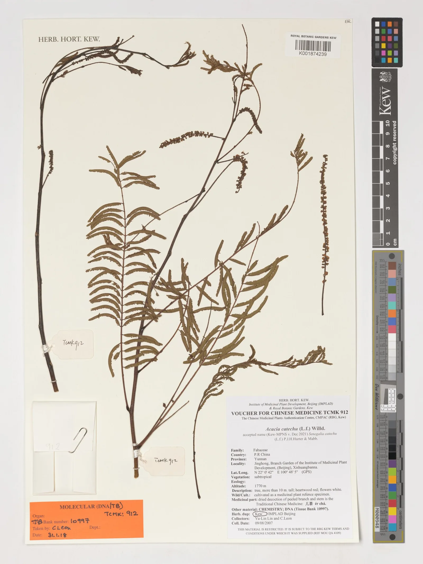 Acacia Catechu 4