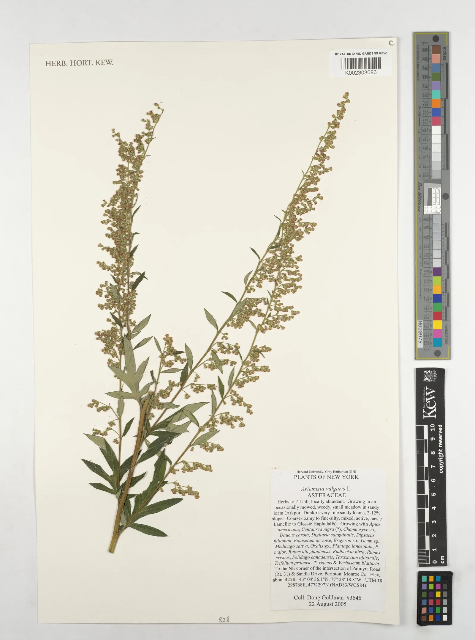 Artemisia vulgaris oil 5