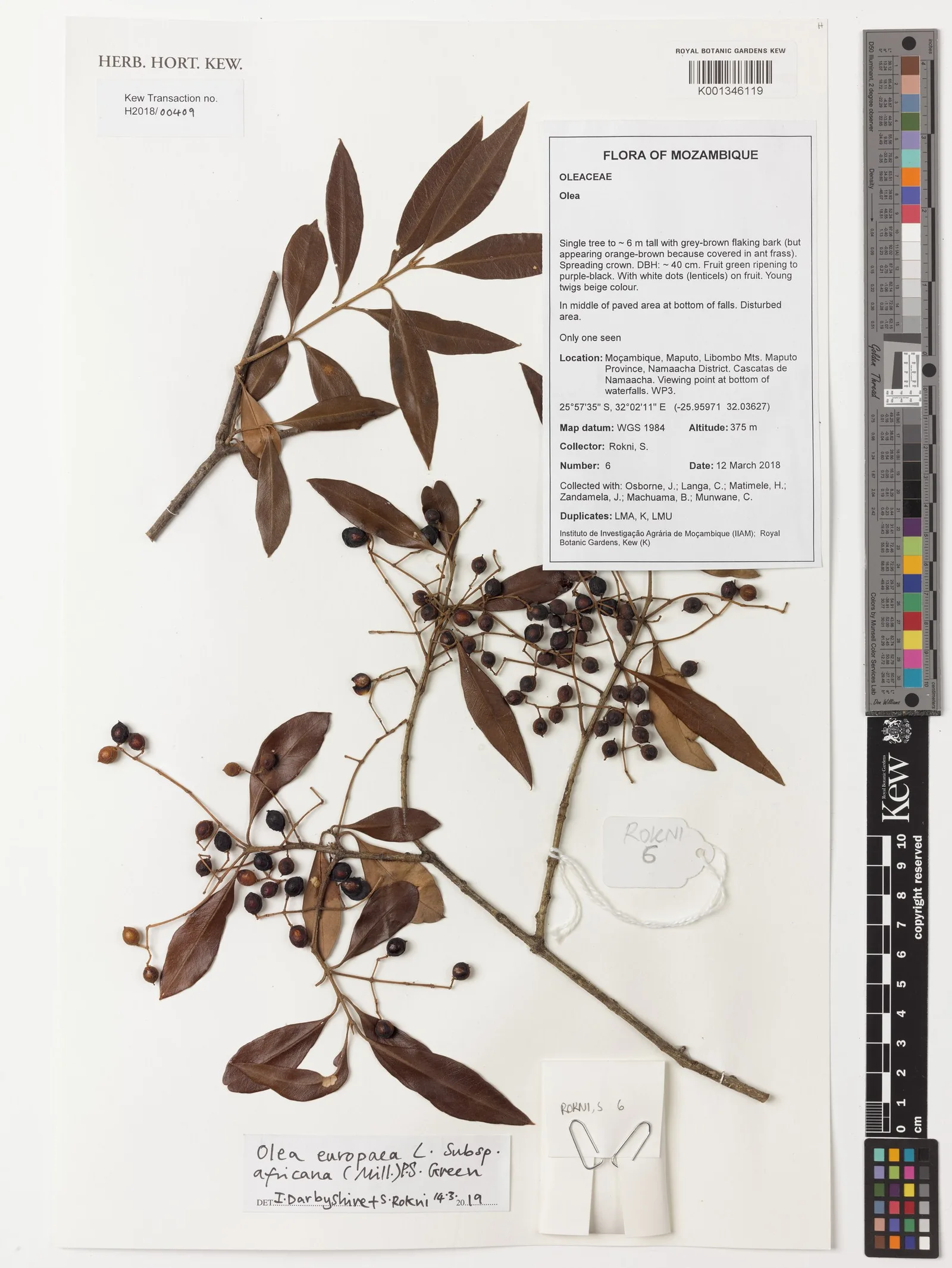 Olea europaea (Olive) husk powder 6