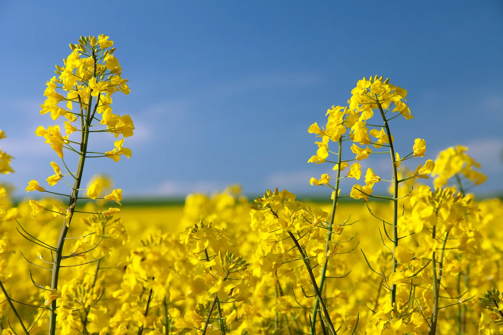 Phytosteryl Canolate 1