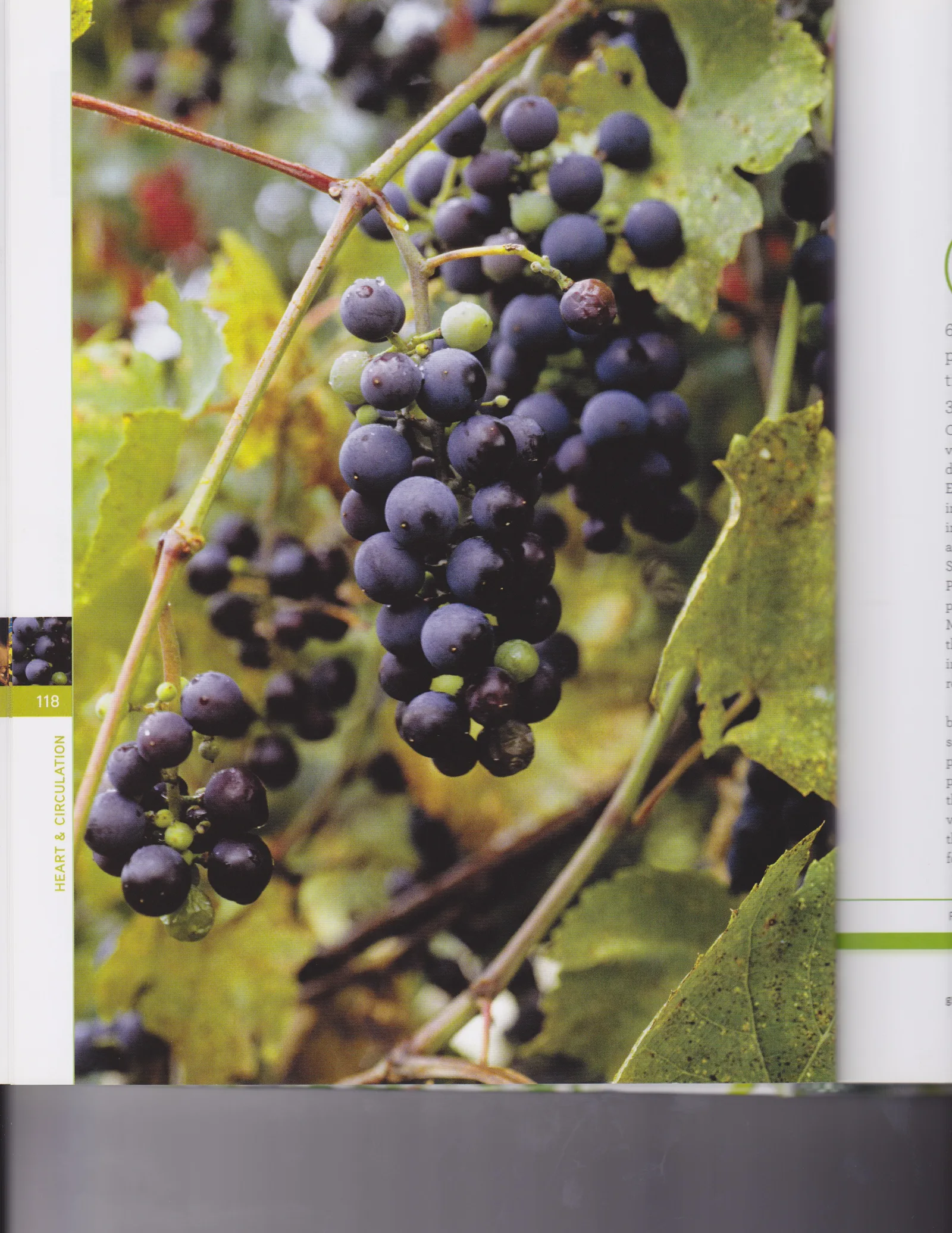 Grape Seed Oil PEG-8 Esters 2