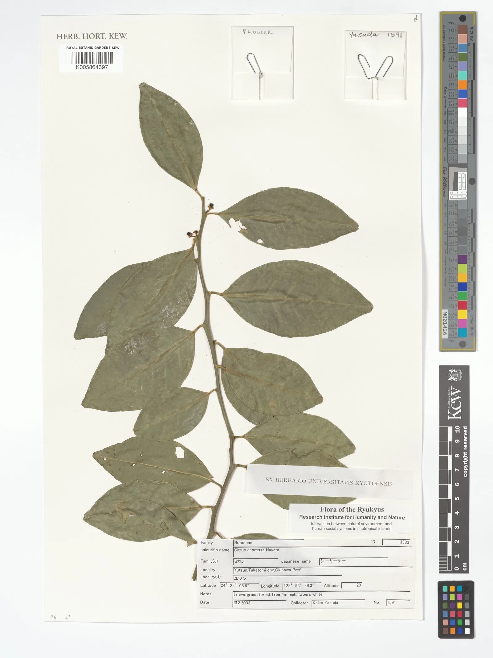 Citrus depressa peel powder 6