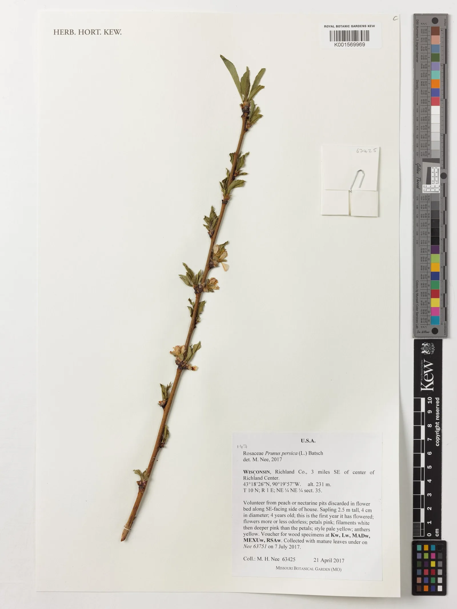 Prunus persica (Peach) gum 12