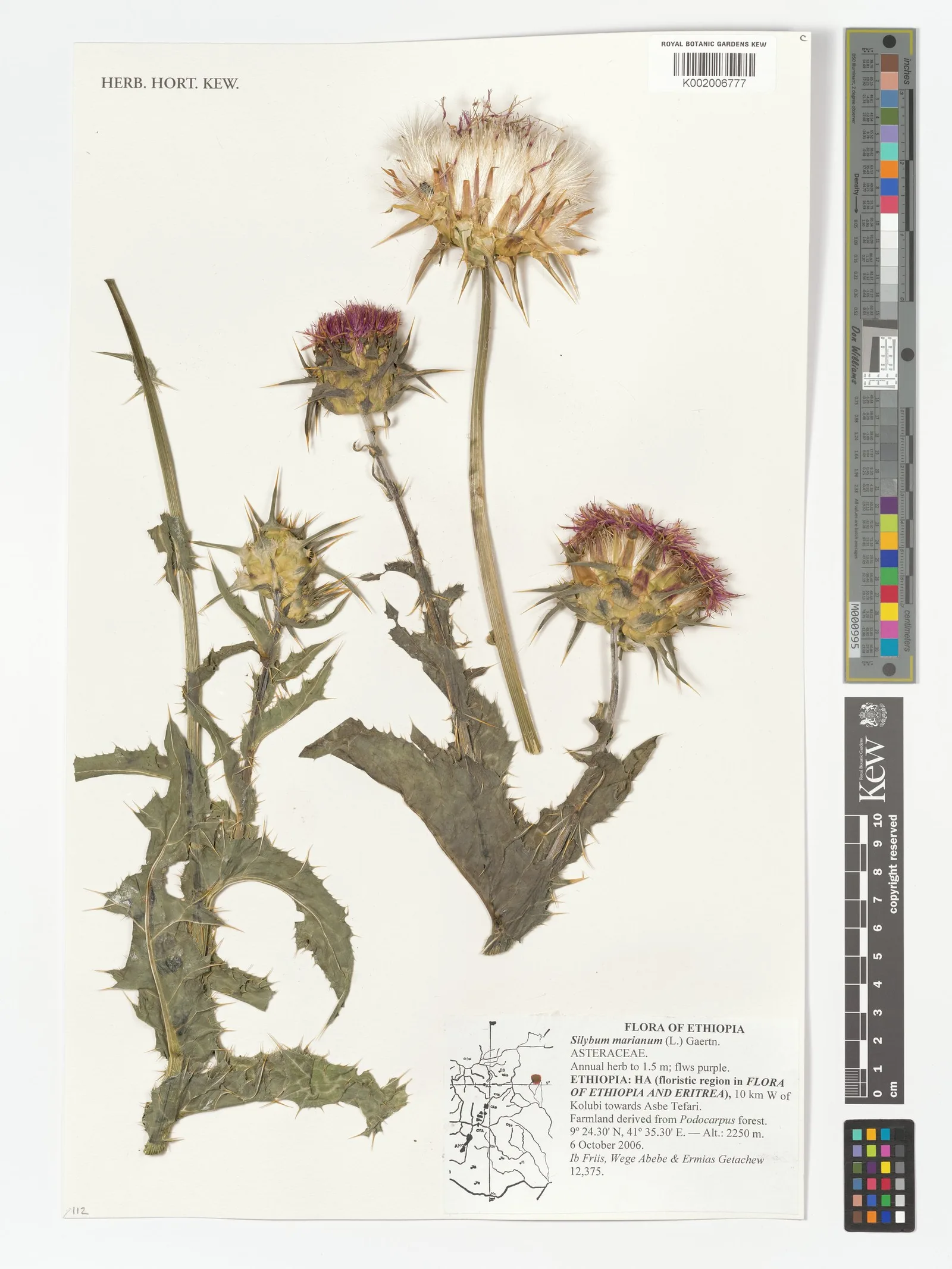 Silybum marianum ethyl ester 5