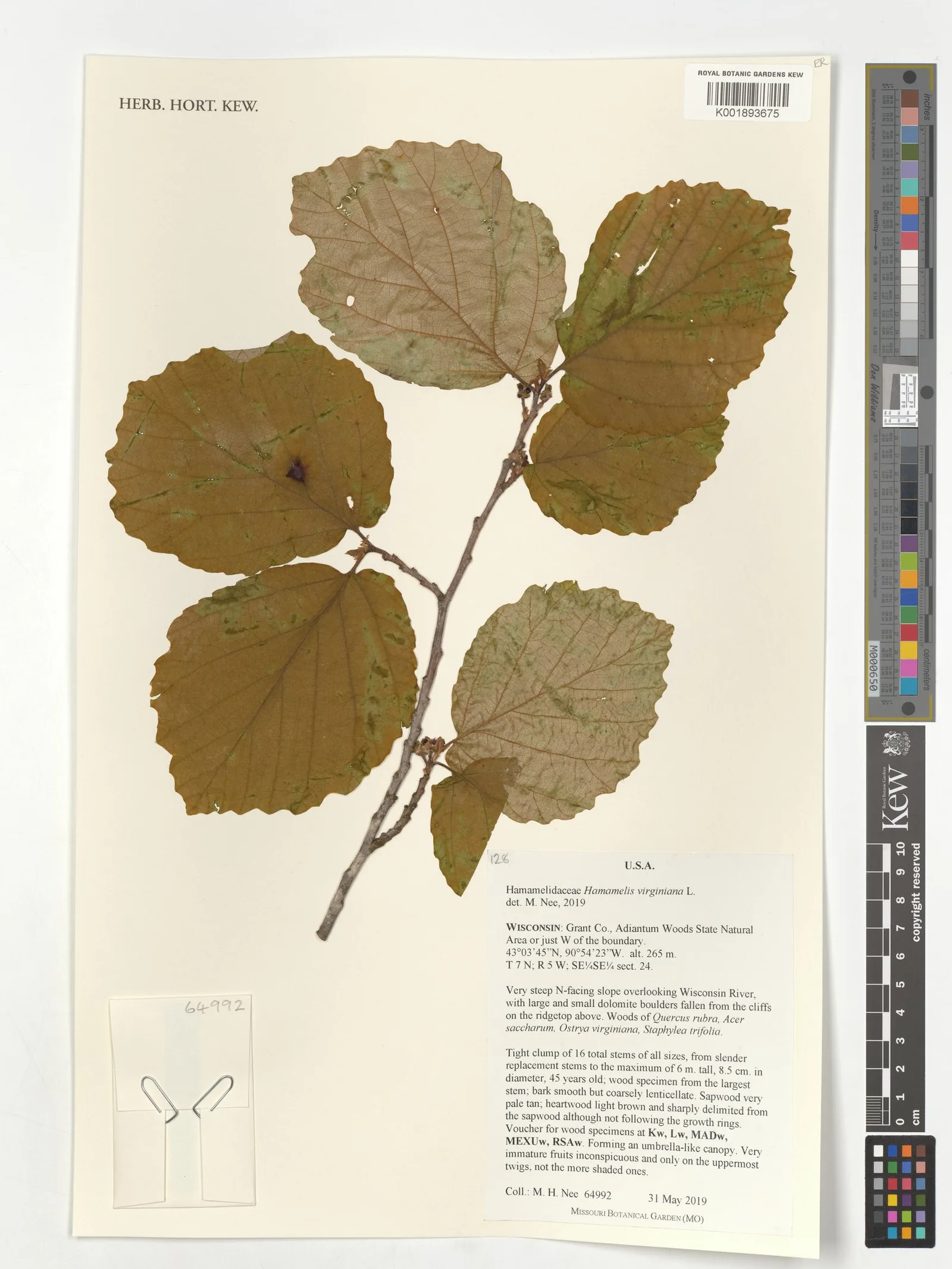 Hamamelis virginiana witch hazel water 6
