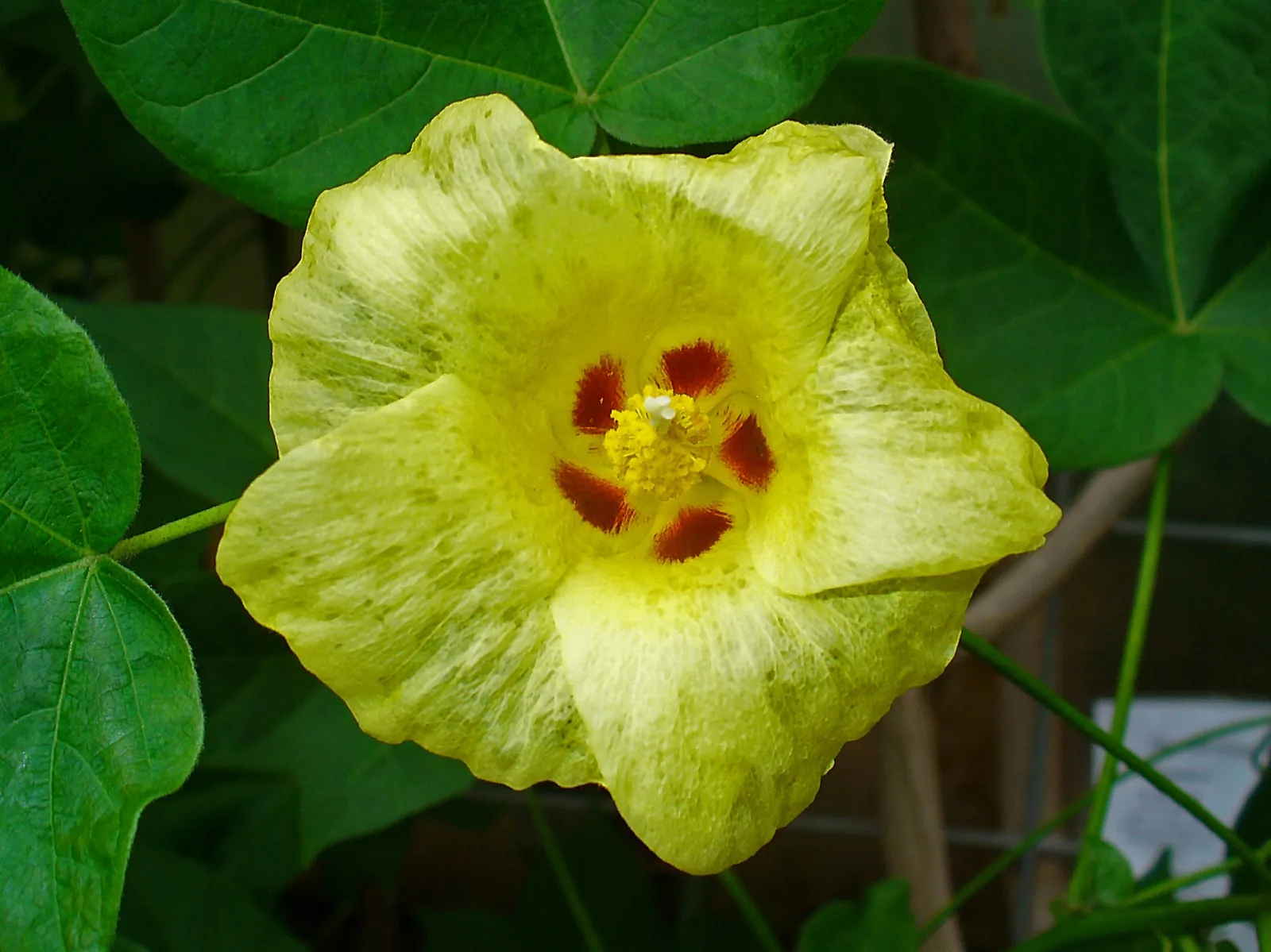 Cottonseed (Gossypium) Oil 2