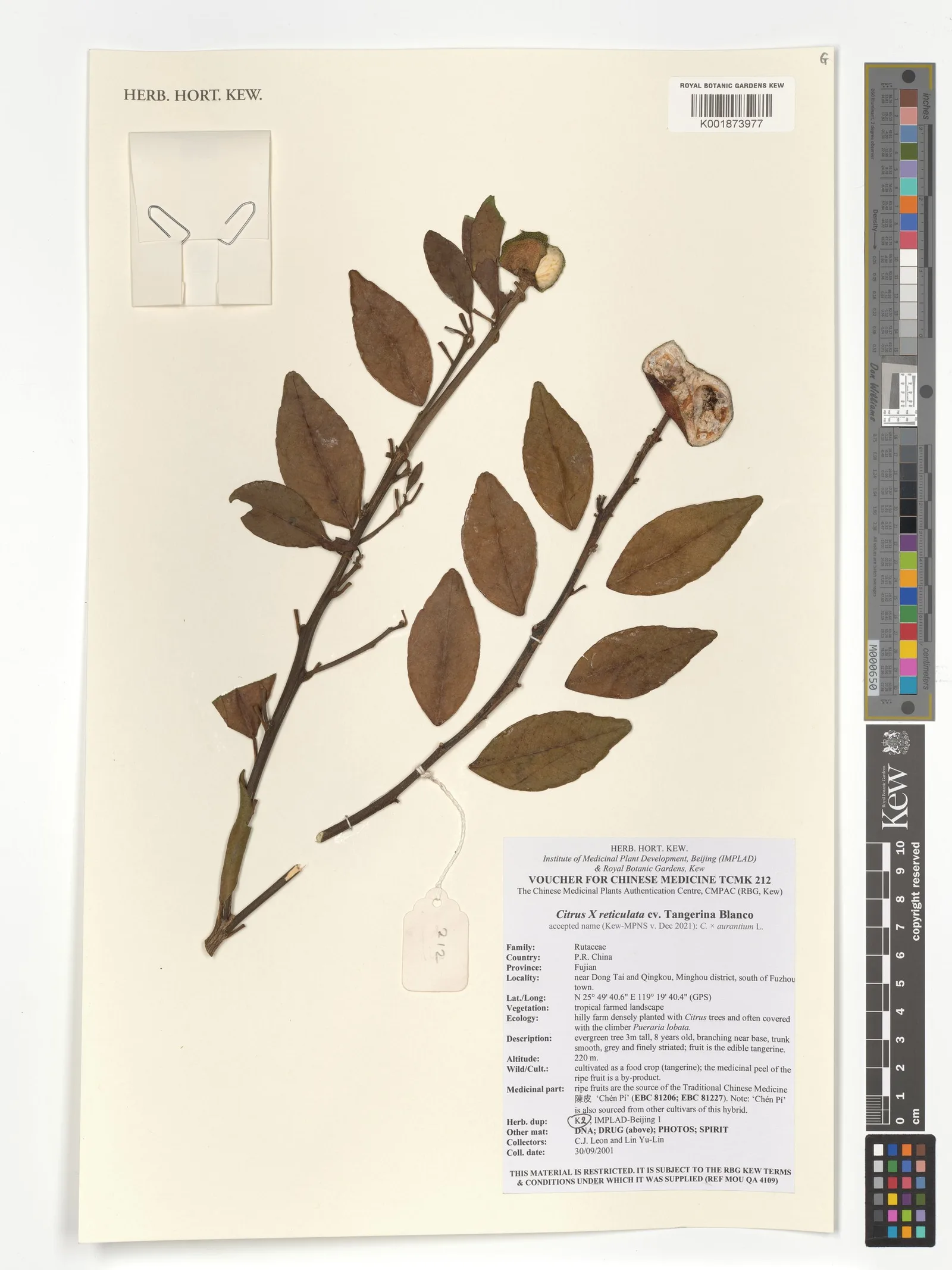 Citrus reticulata (Tangerine) peel powder 9