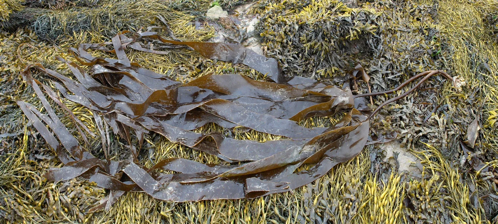 Laminaria digitata extract 2