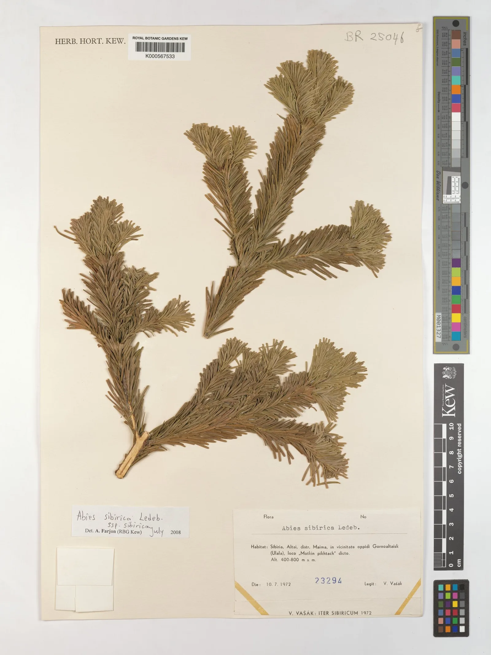 Abies sibirica 4