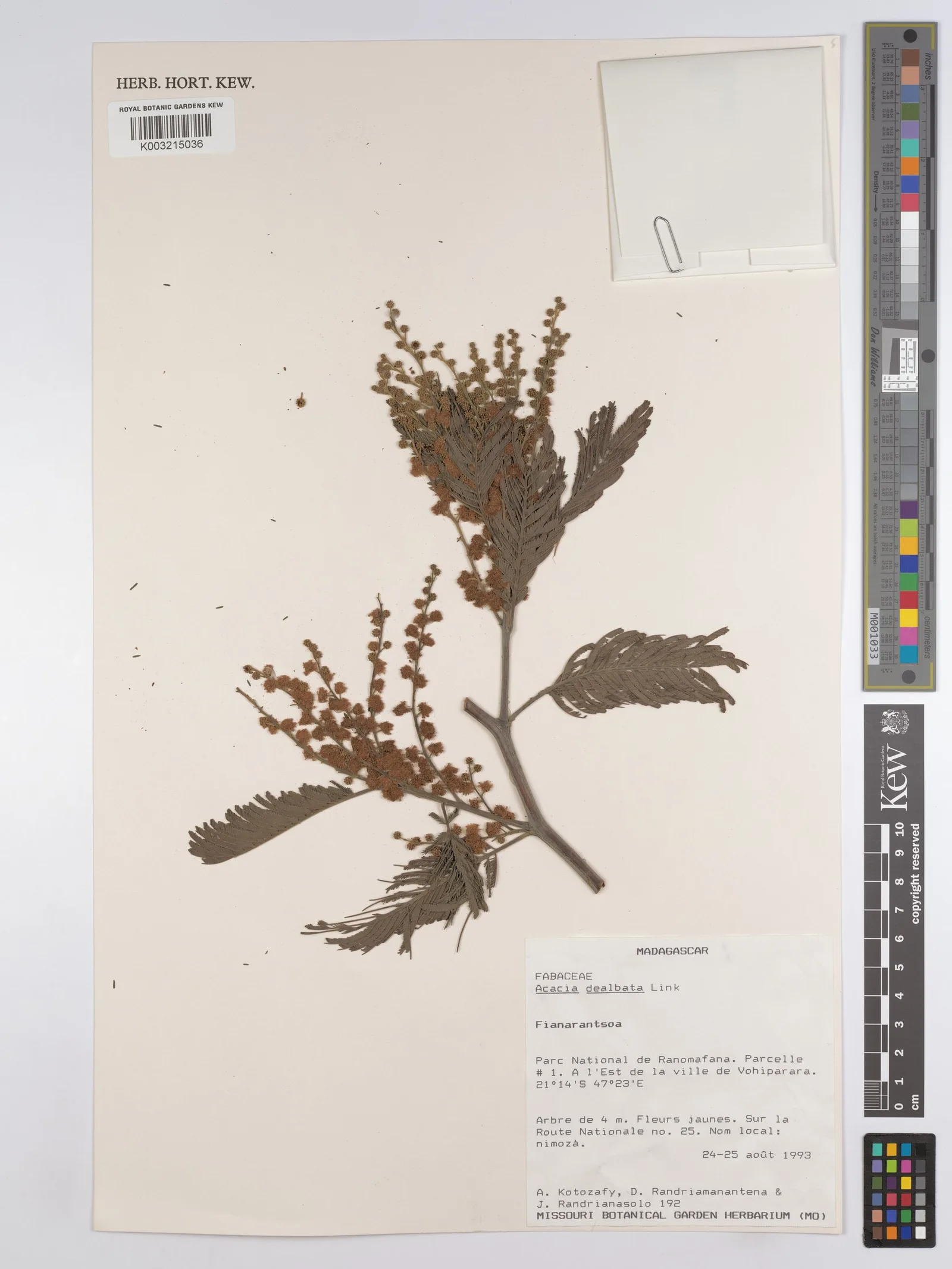 Acacia Dealbata 5