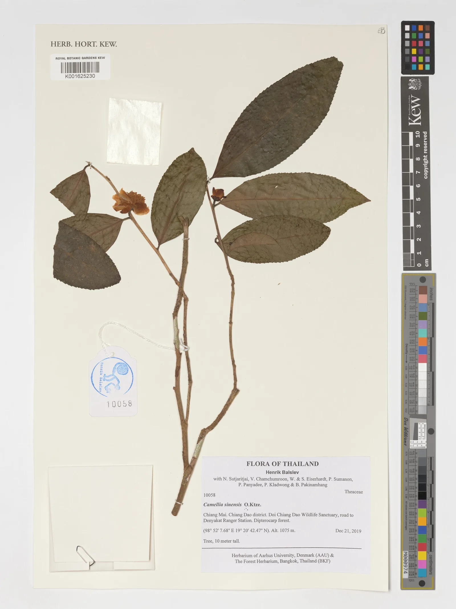 Camellia Sinensis Catechins 1