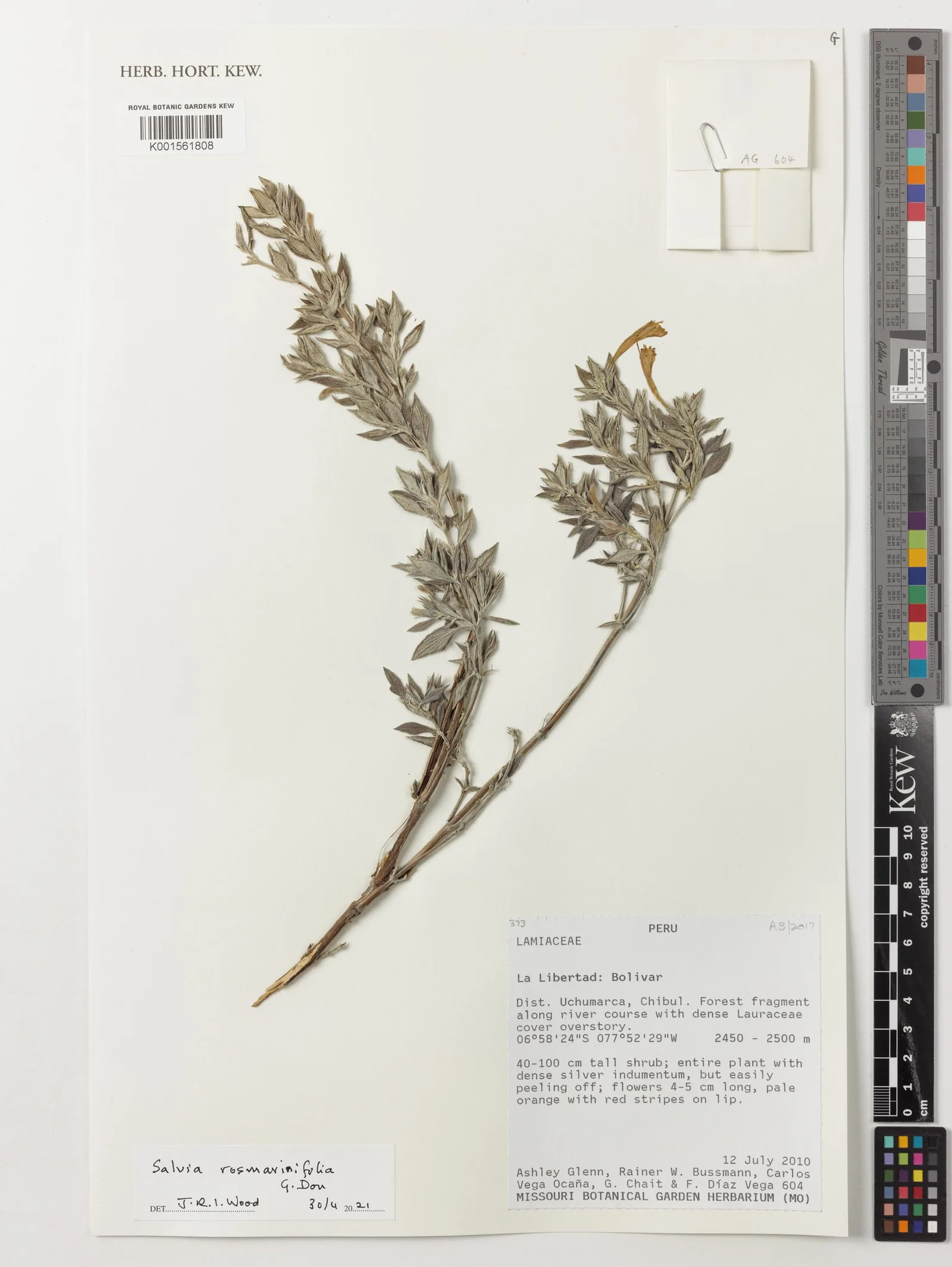 Salvia officinalis (Sage) water 7