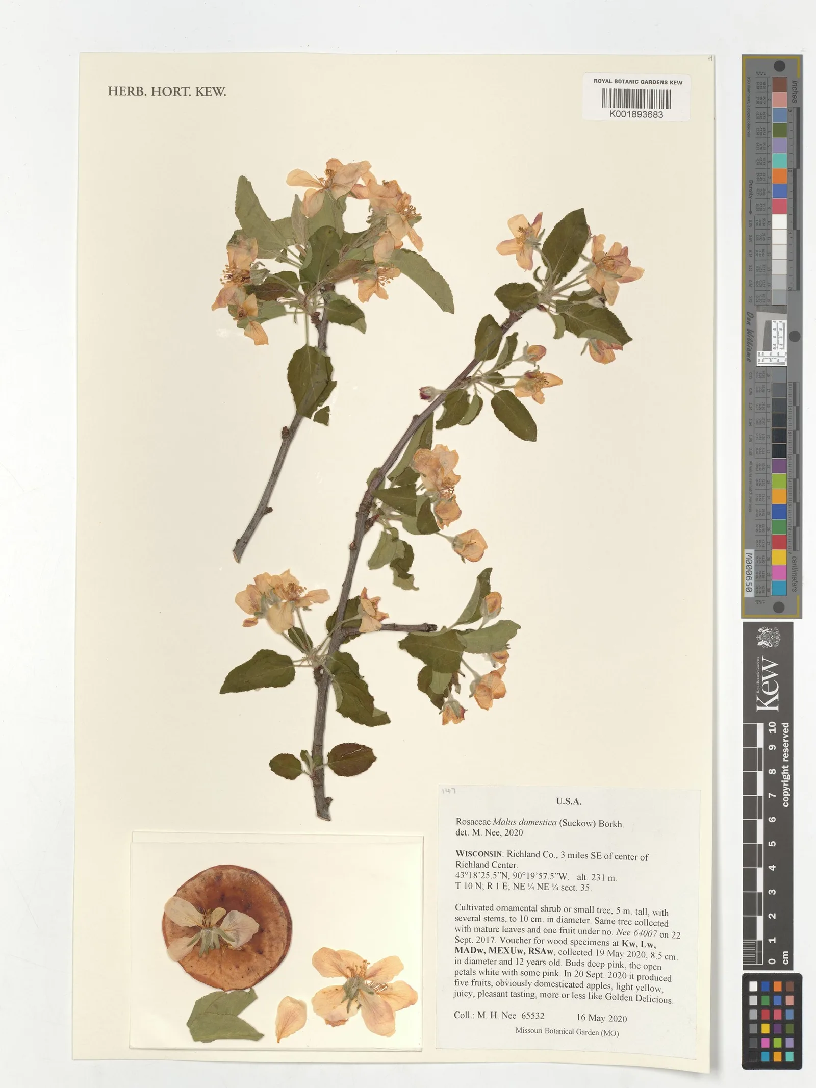 Pyrus malus (Apple) juice 6